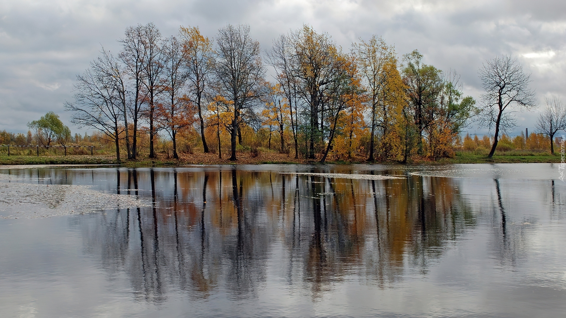 Jezioro, Drzewa