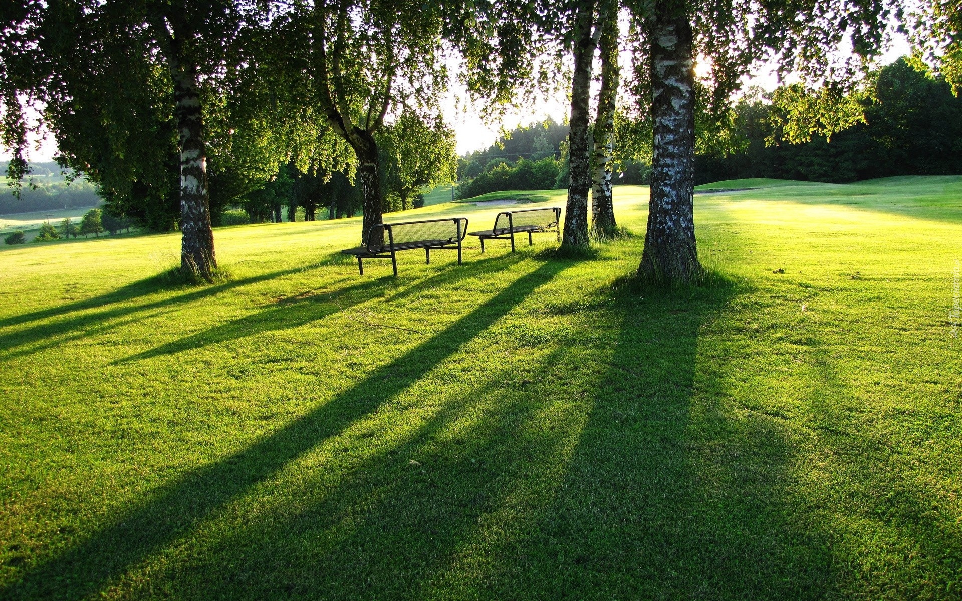 Drzewa, Brzozy, Trawa, Ławeczki, Park