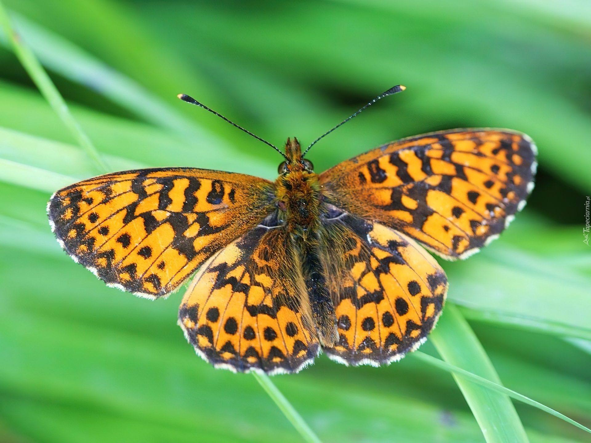 Motyl, Dostojka Selene