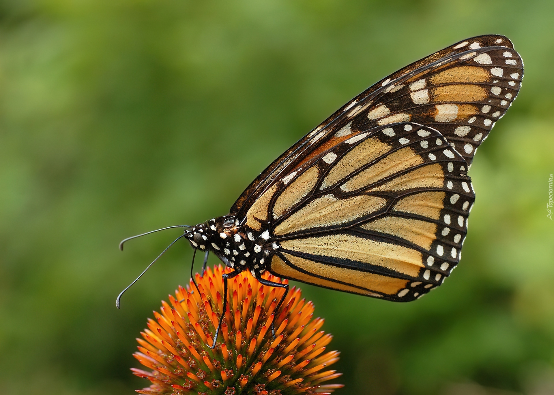 Motyl, Monarch Danaid, Kwiatek