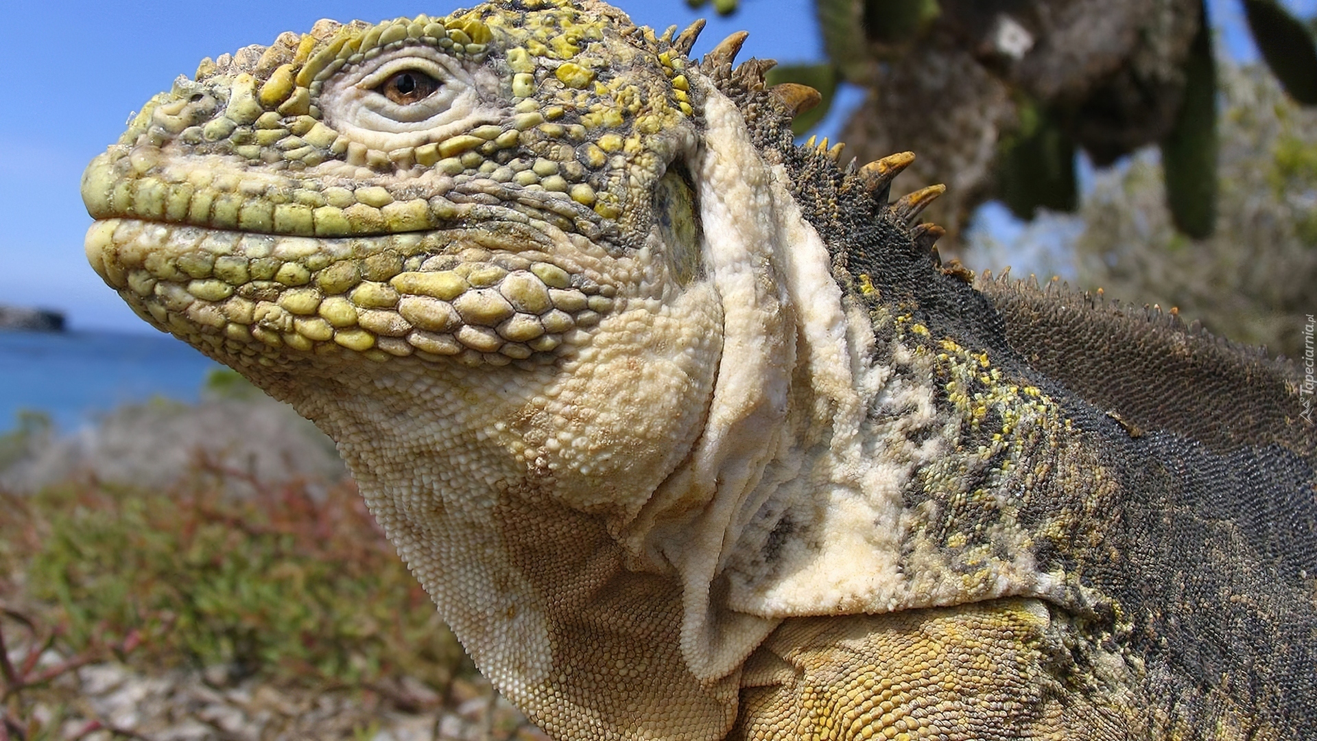 Iguana, Na, Wyspach, Galapagos