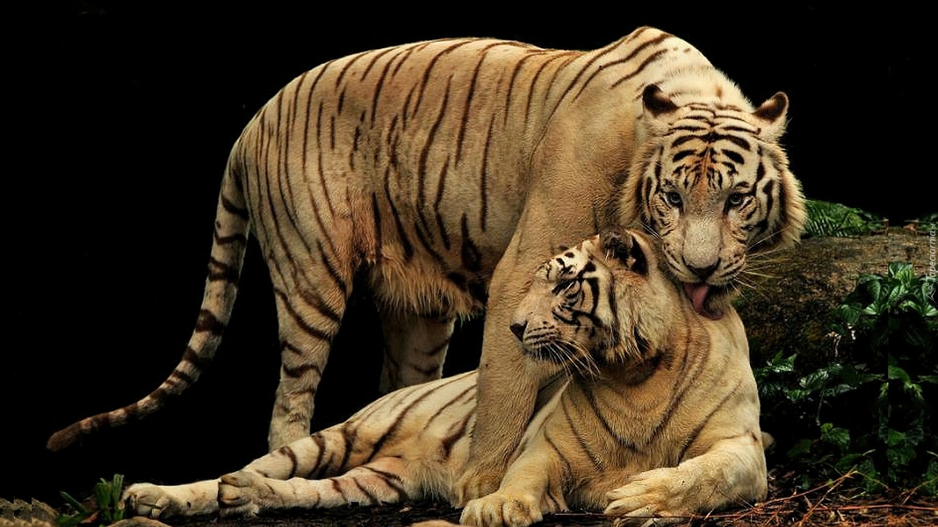 К чему снятся тигры и львы