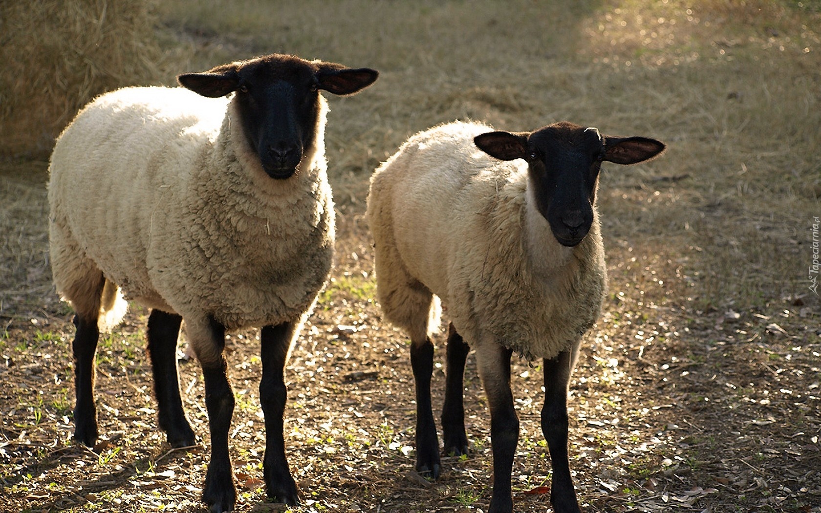 Dwie, Owce, Białe, Runo