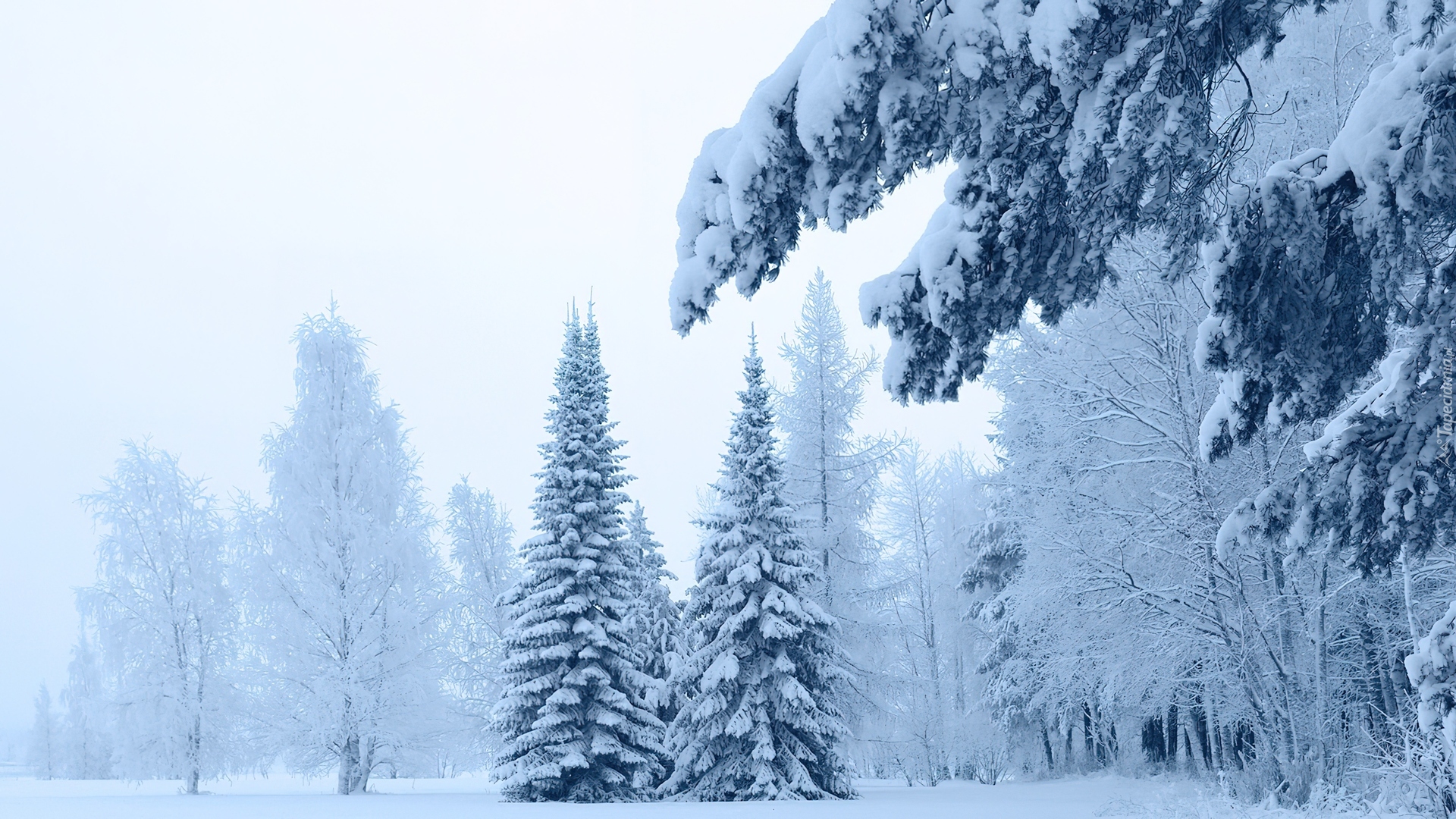 Ośnieżone, Drzewa, Śnieg