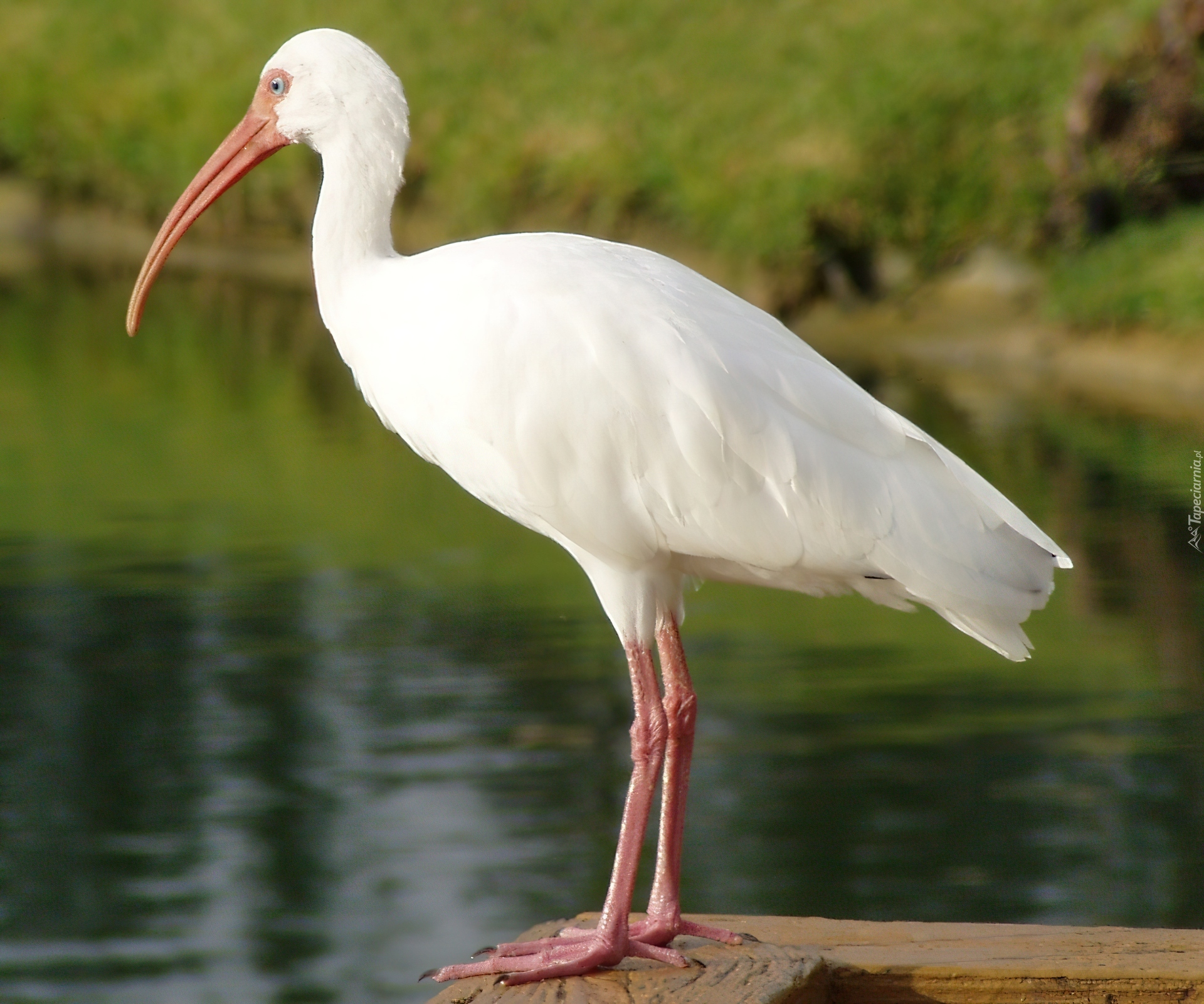 Ibis Biały, Woda