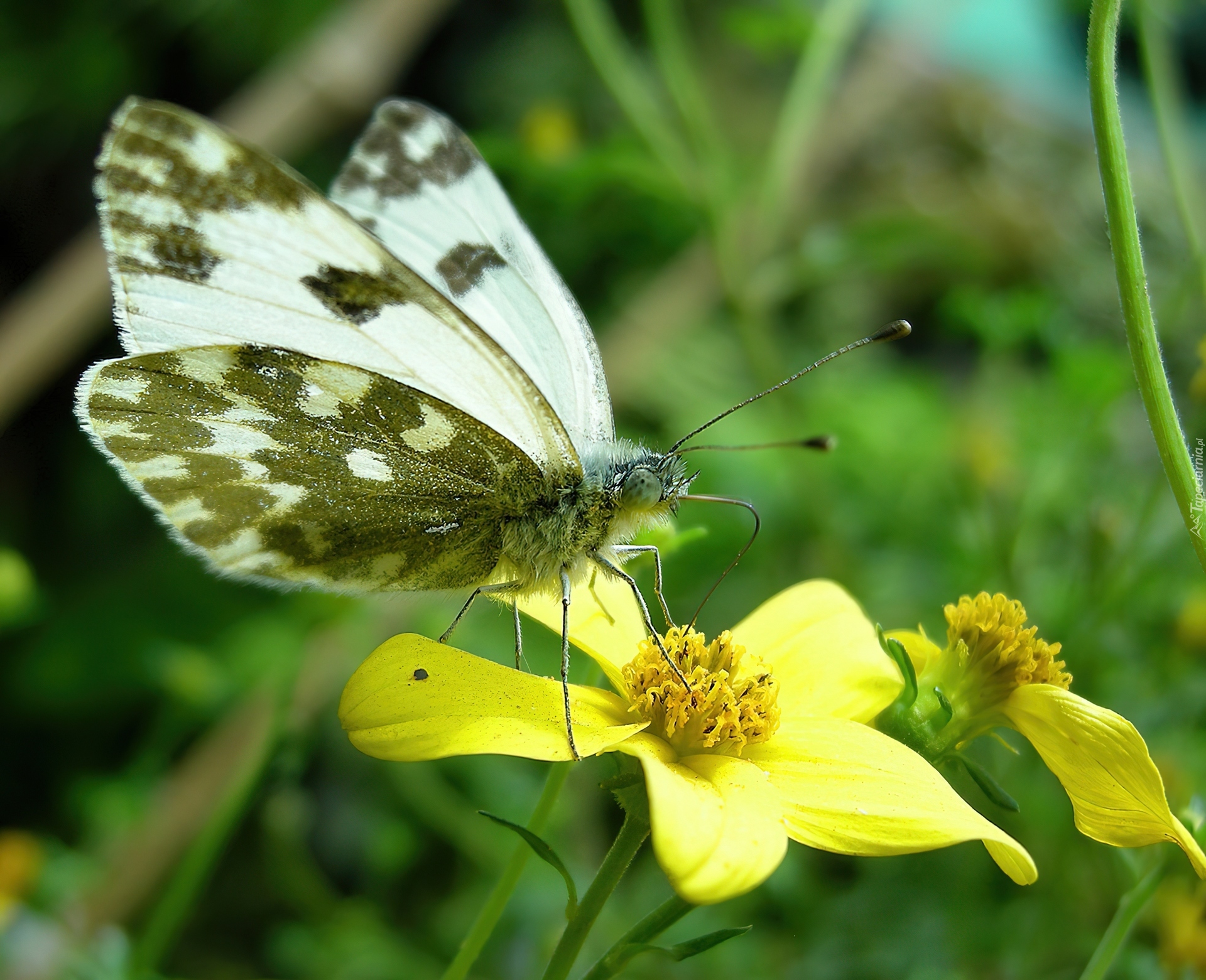 Motyl, Bielinek Rukiewnik, Żółty, Kwiatek