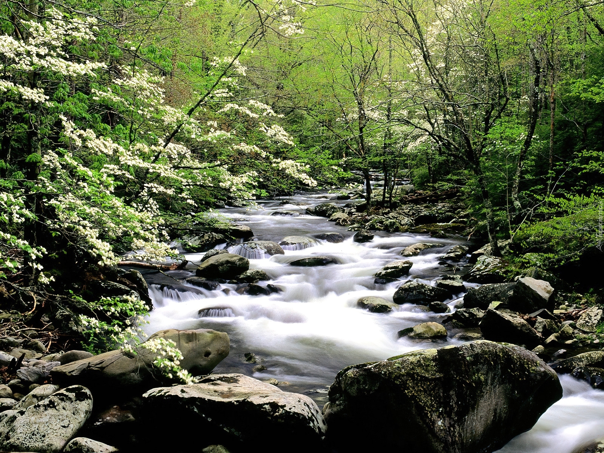 Strumień, Las, Kamienie, Wiosna