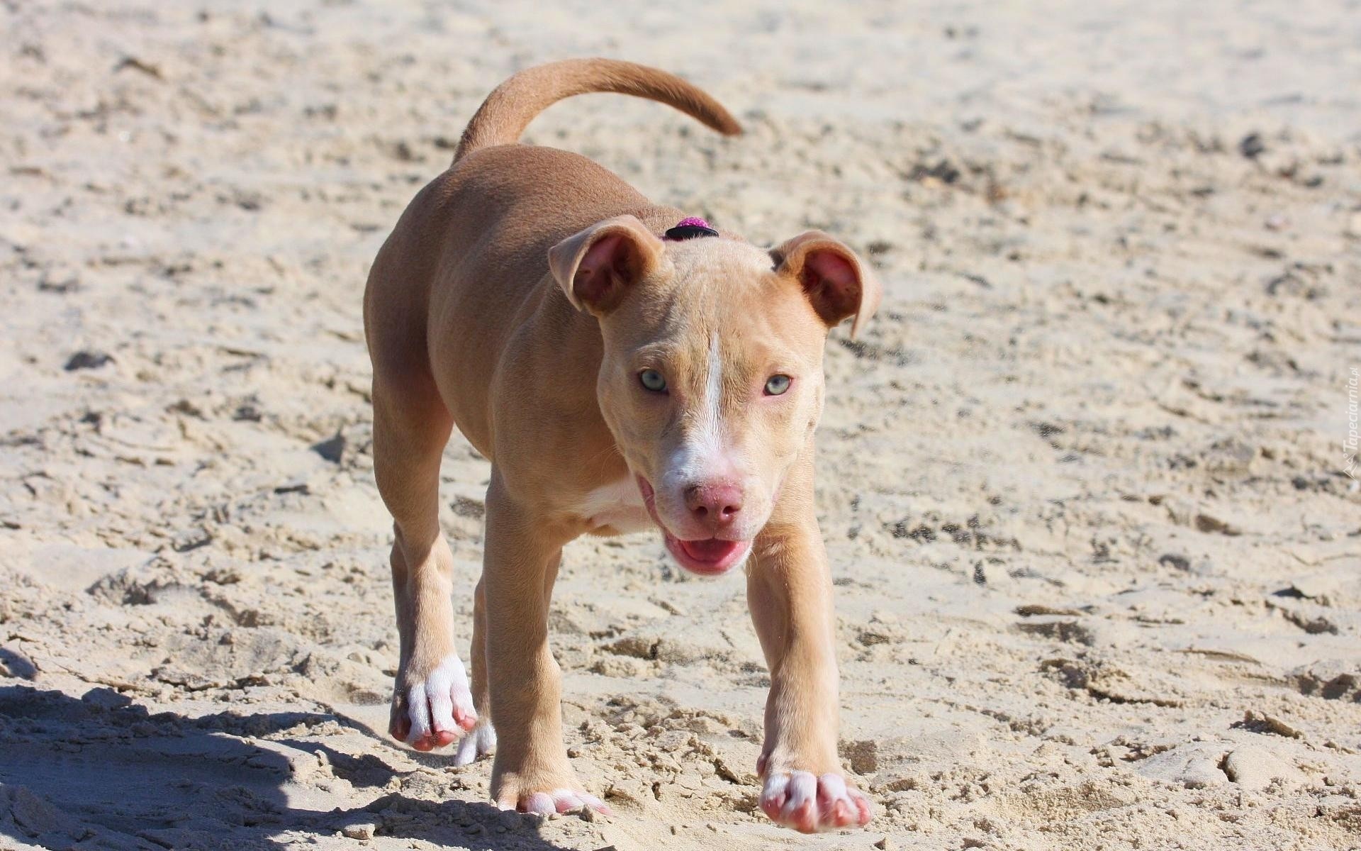 Pies, Pit Bull, Plaża