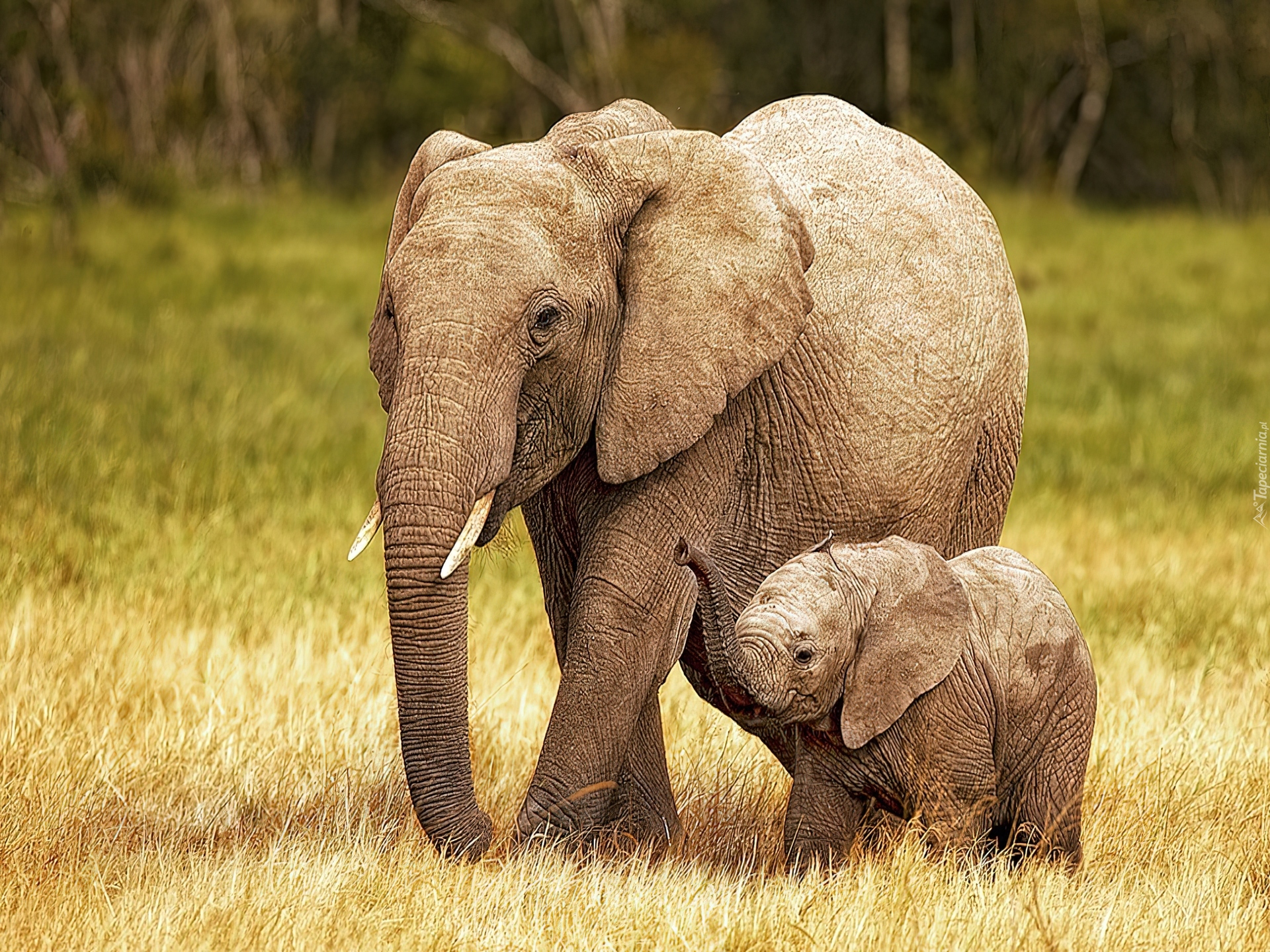 Elephant множественное. Слон слониха Слоненок. Африканский слон со слоненком. Семья слонов. Слоны с детенышами.