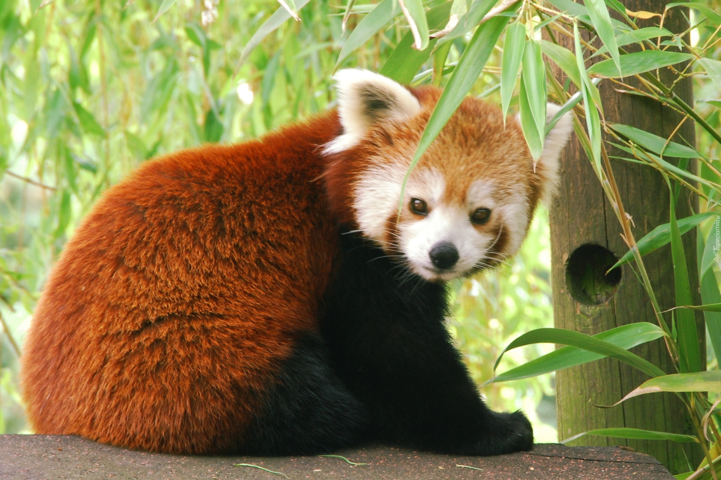 Miś, Panda Czerwona, Pandka ruda