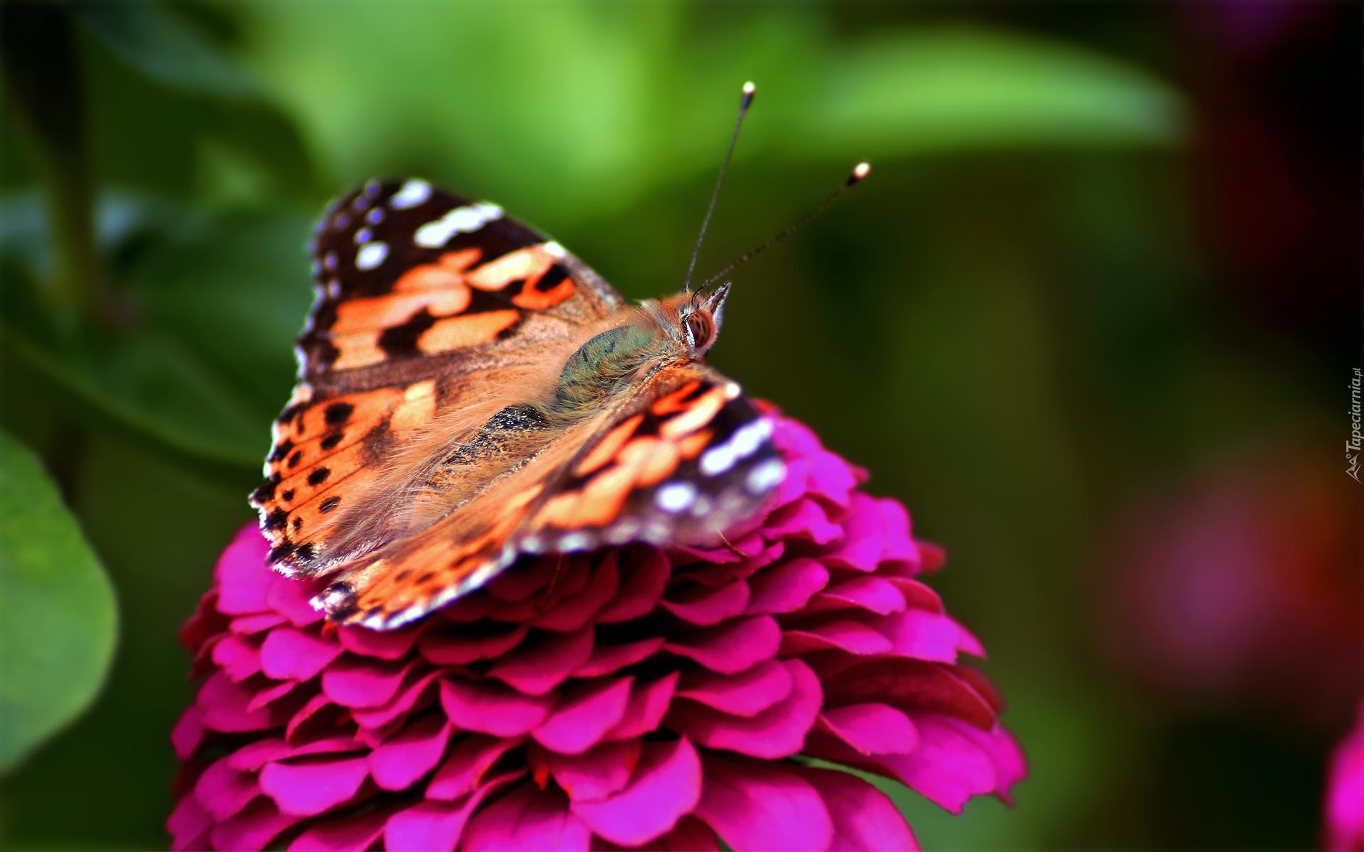 Motyl, Kwiat