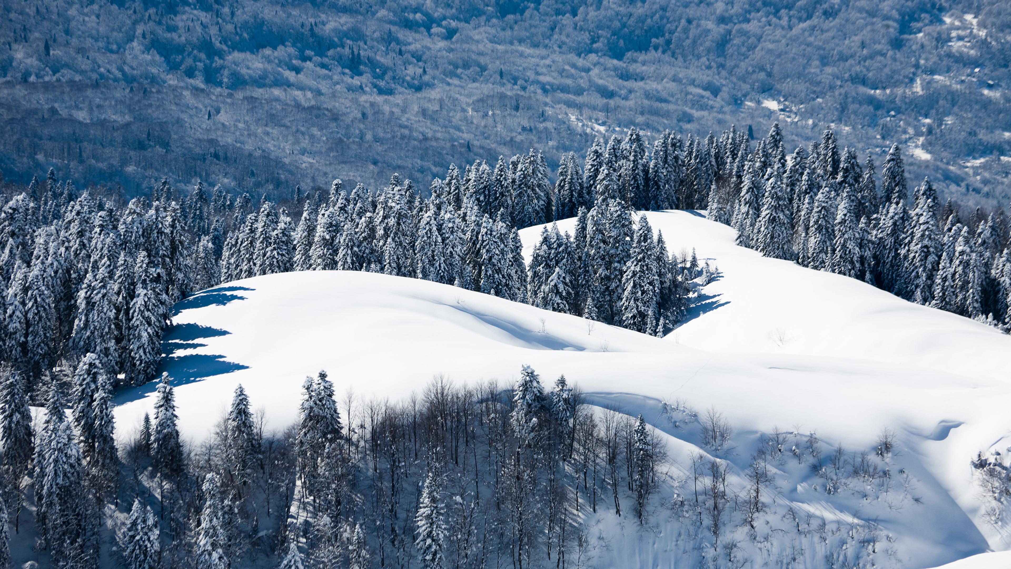 Góry, Śnieg, Świerki