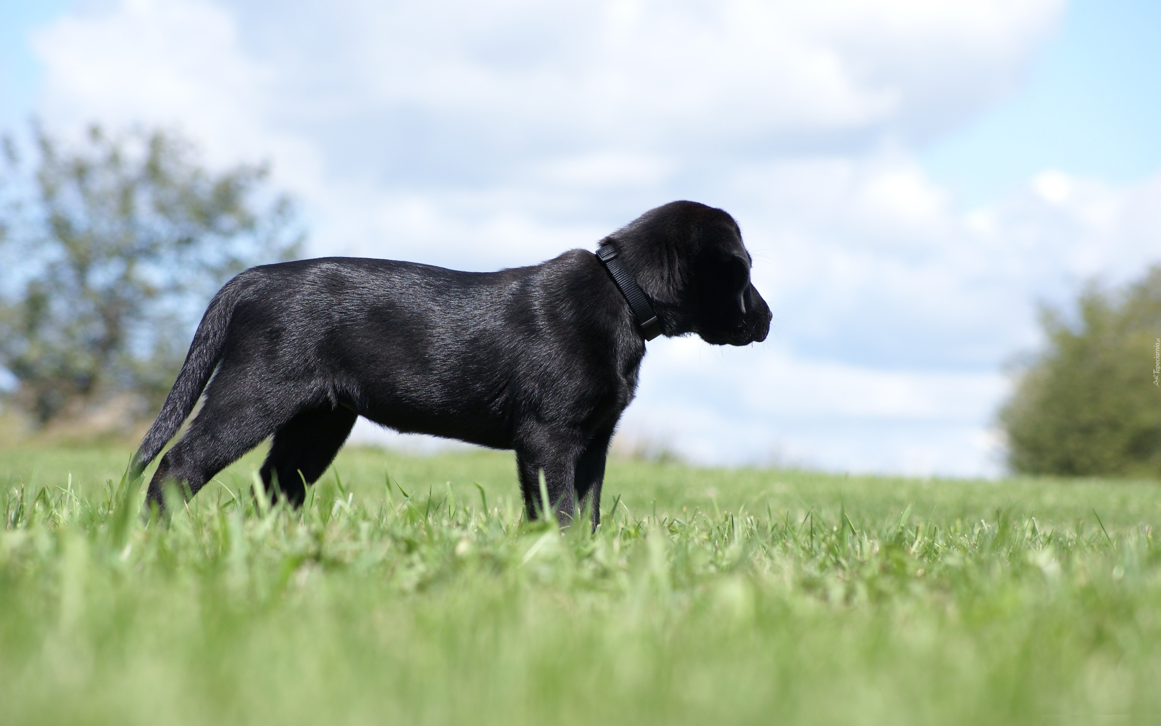 Czarny, Labrador, Retriever, Trawa