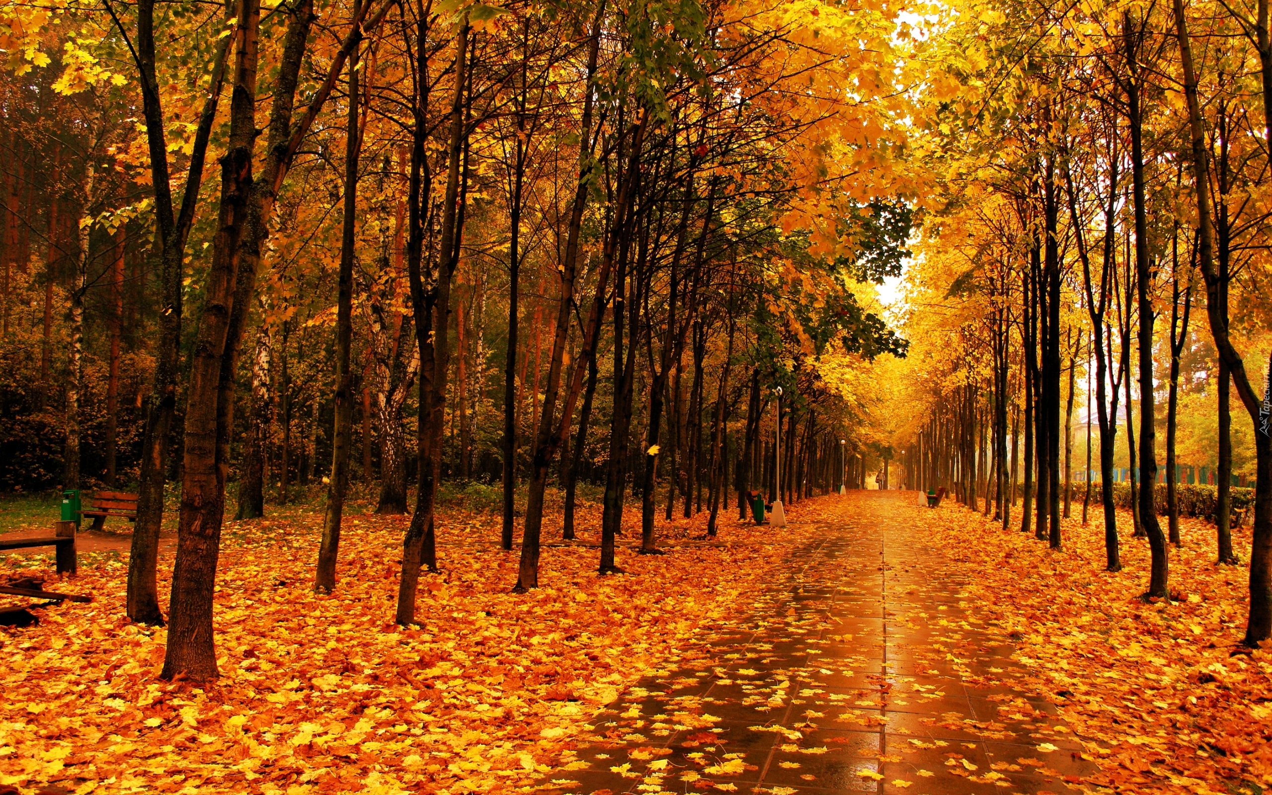 Park, Jesienią, Złote, Liście