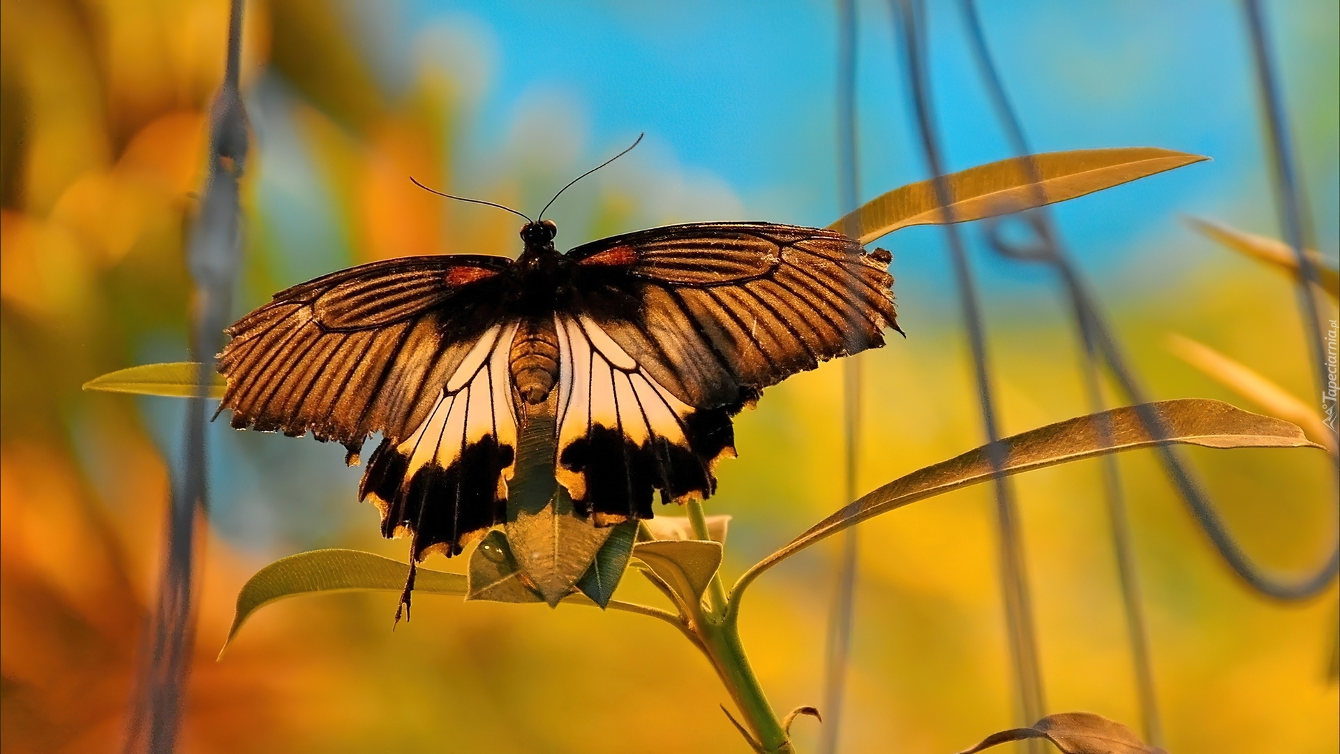 Motyl, Roślina