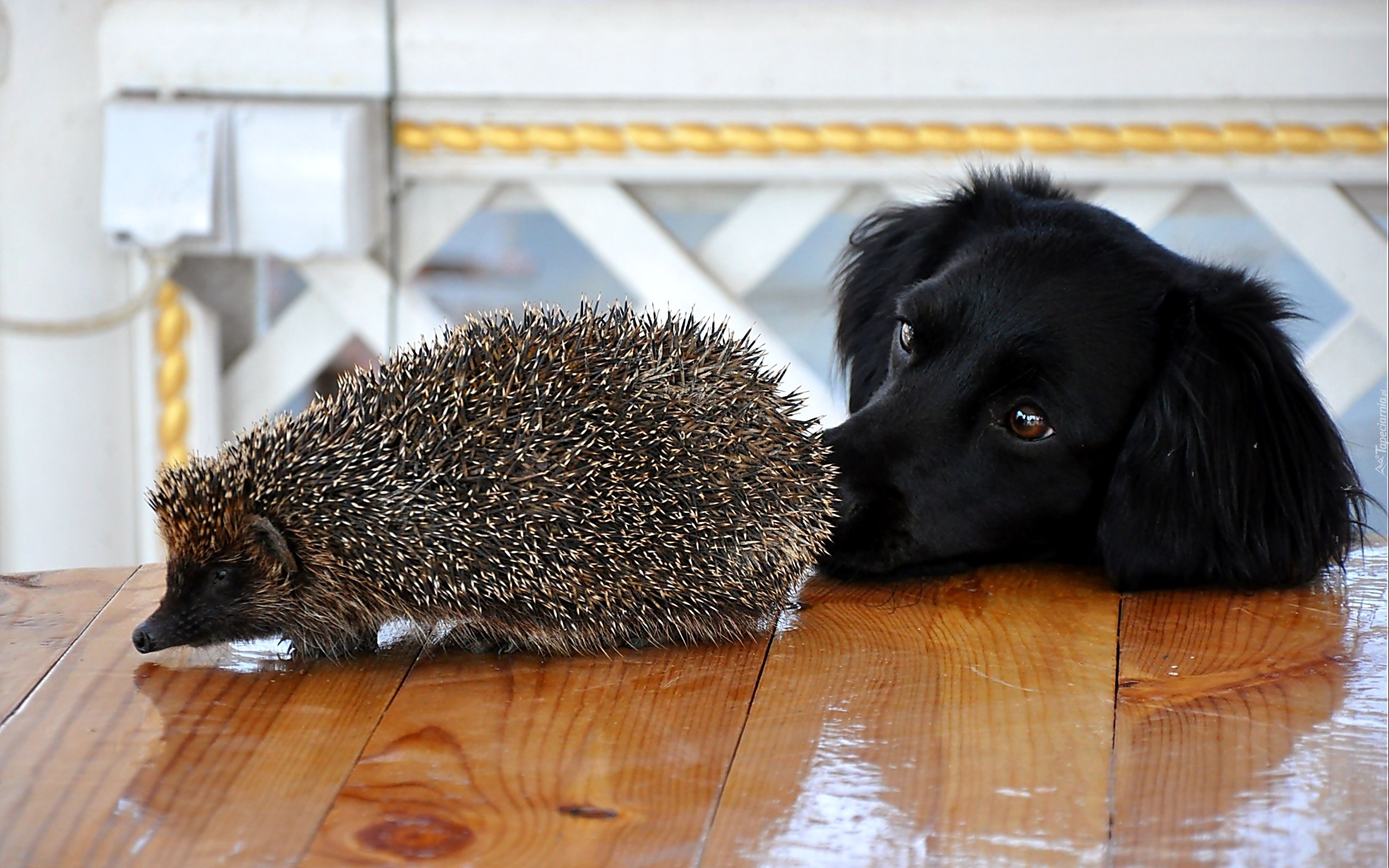 Ежик иголки Hedgehog needles без смс