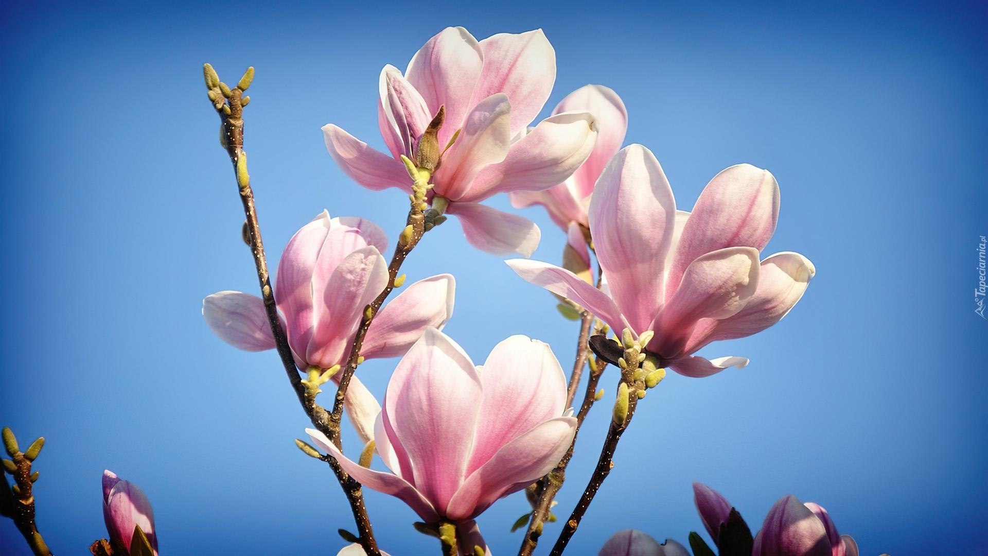 Magnolia, Pączki, Wiosna
