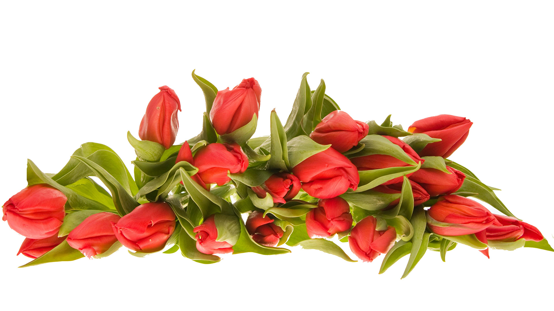 Naręcze, Czerwonych, Tulipanów