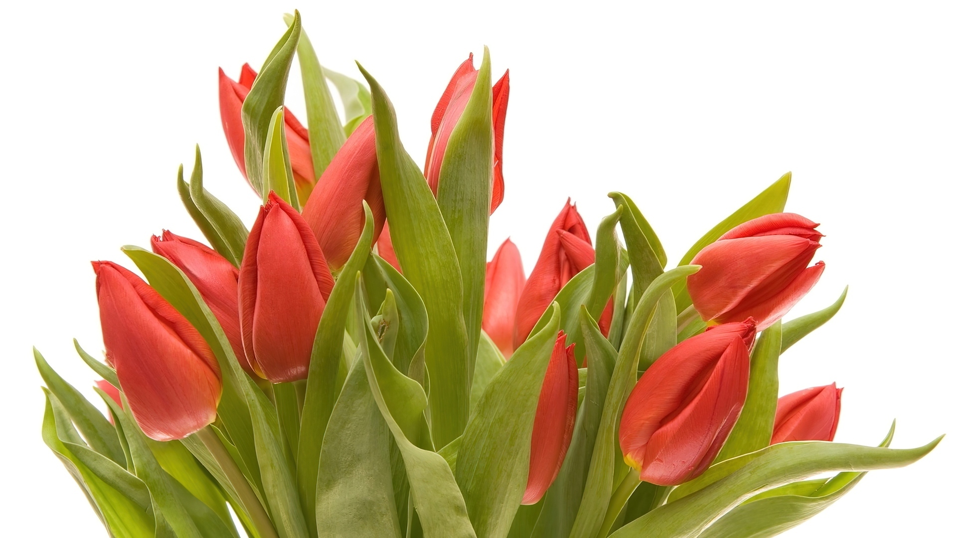 Tulipany, Holenderskie, Bukiet