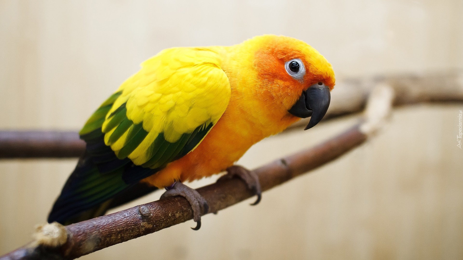 Pomarańczowa, Papuga, Zielono-Żółte, Skrzydła