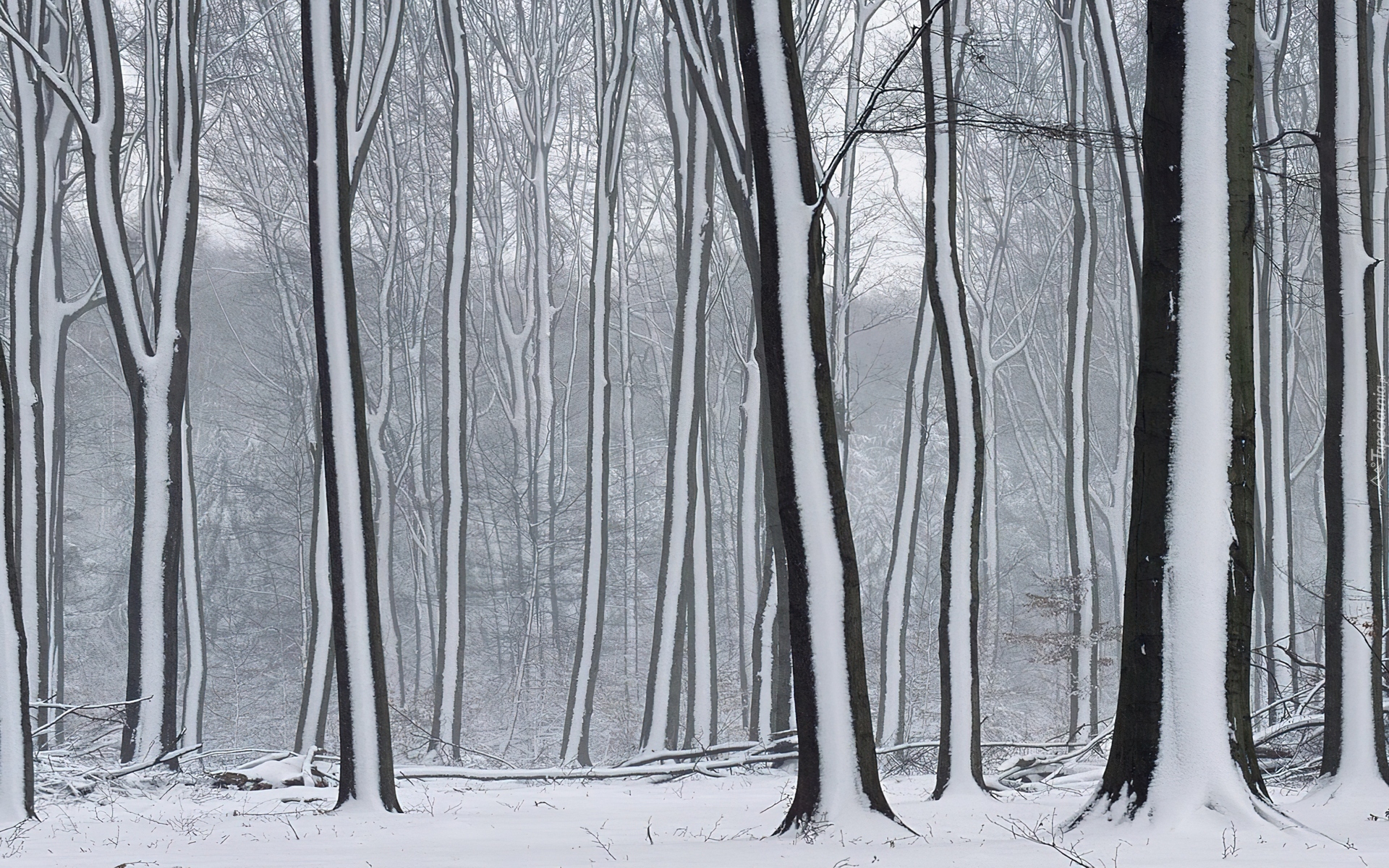 Las, Drzewa, Śnieżne, Pasy