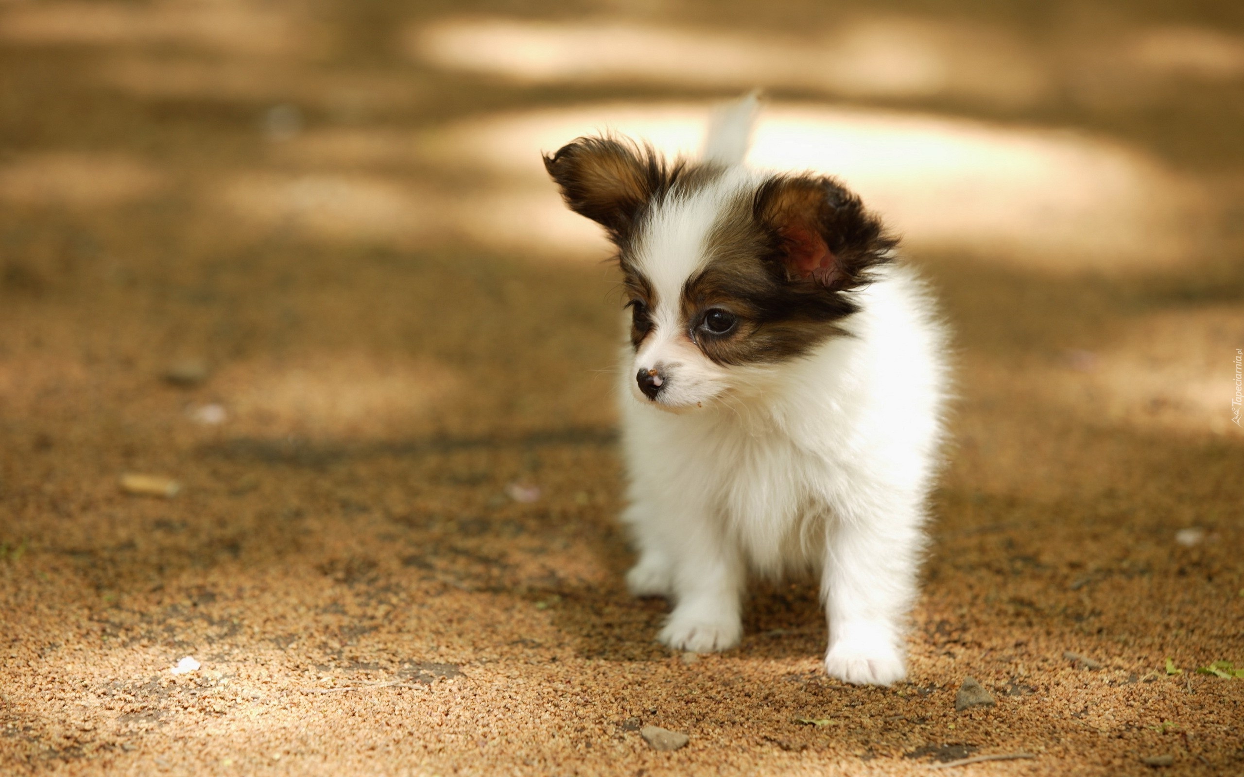 Szczeniak, Spaniel, Papillon