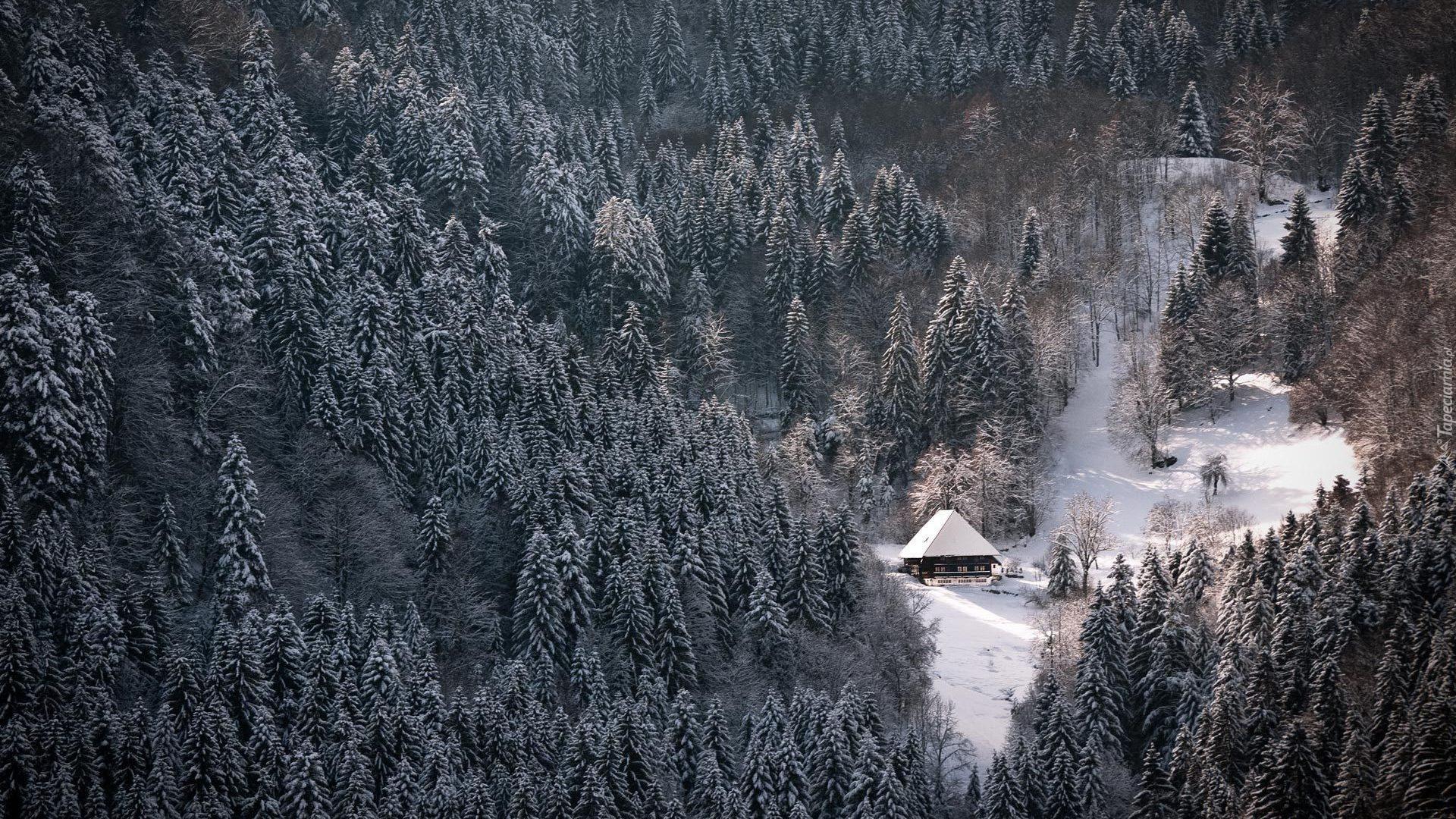 Górska, Chatka, Las, Świerki, Zima