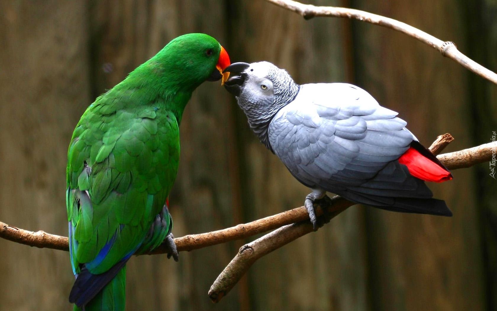 Dwie, Papugi, Zielona, Popielata Żako