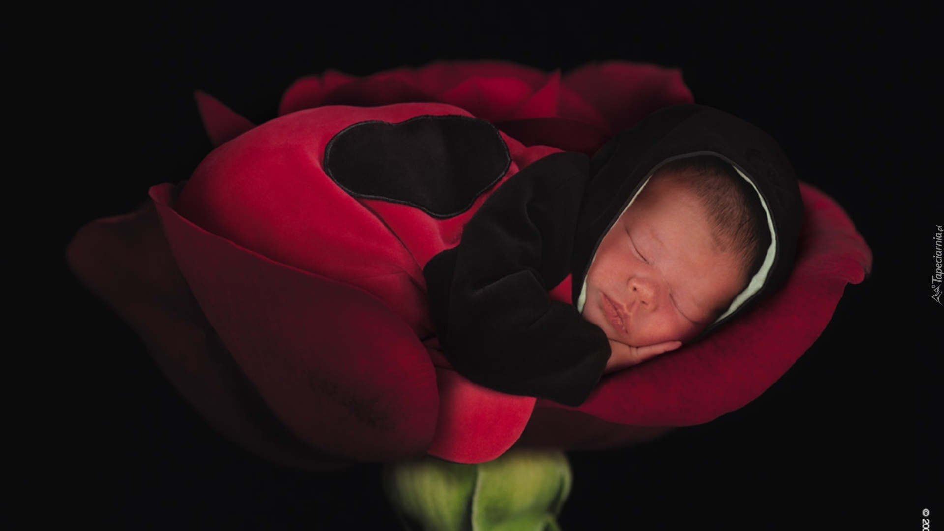 Śpiące, Niemowlę, Biedronka, Anne Geddes