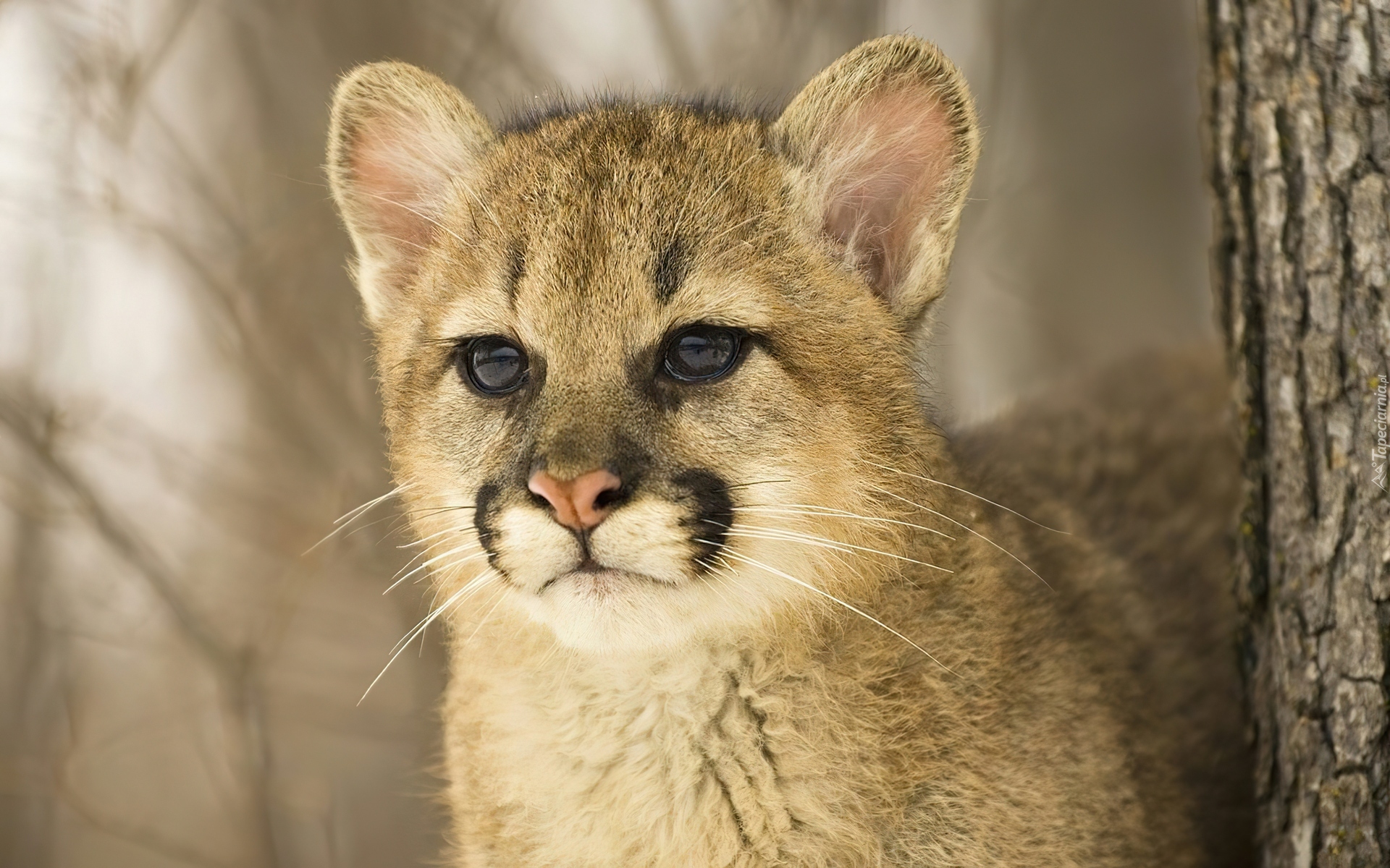 Młoda, Puma