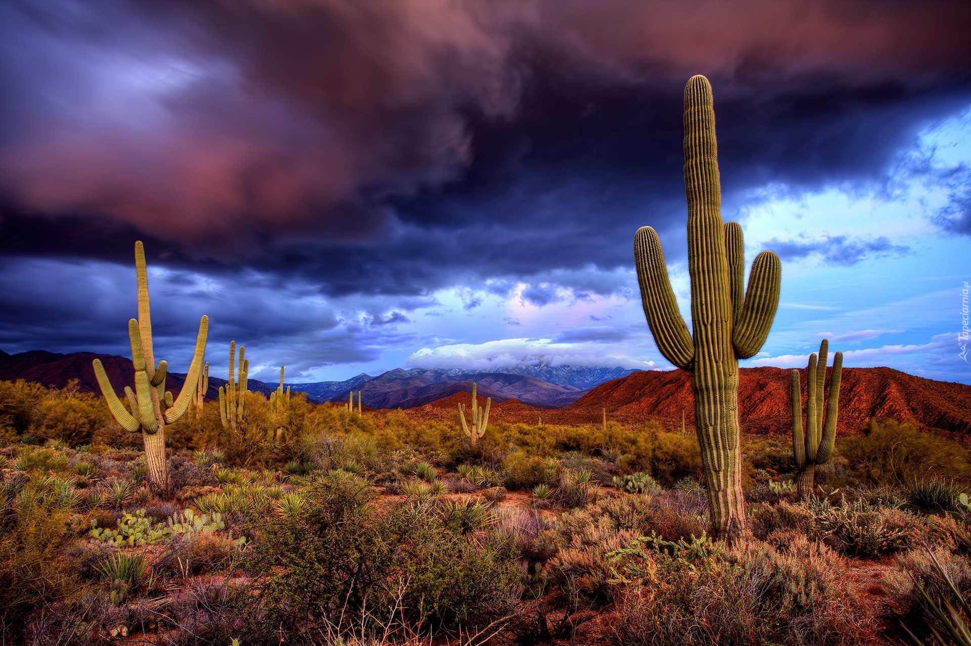 Kaktusy, Saguaro, Karnegia olbrzymia, Fioletowo, Granatowe, Chmury, Park Narodowy Saguaro, Stan Arizona, Stany Zjednoczone