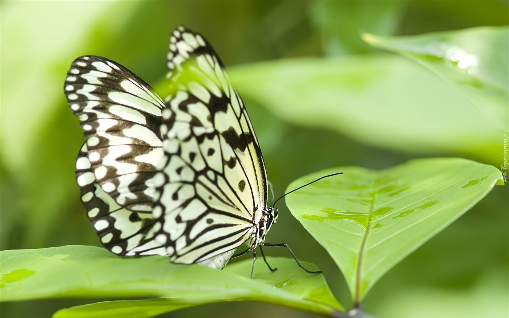 Motyl, Liście