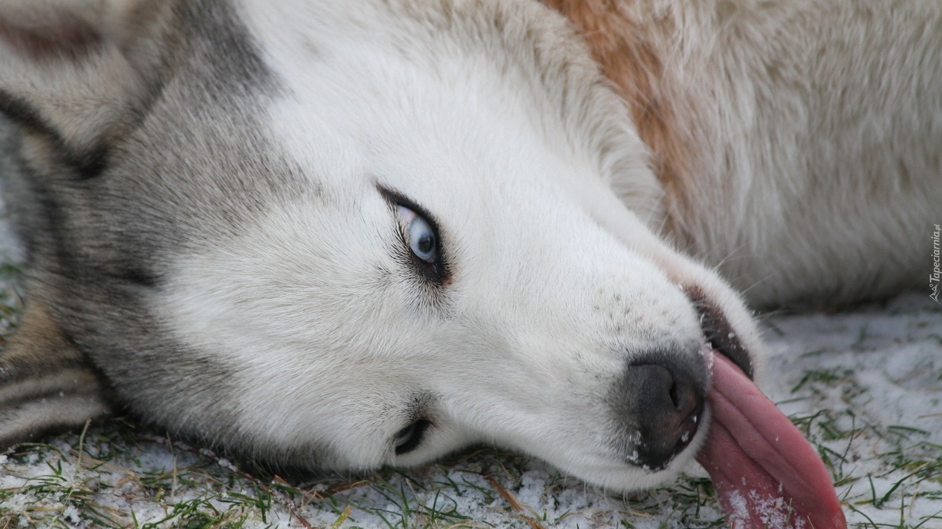 Język, Siberian Husky