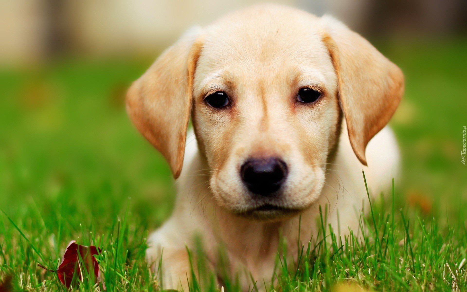 Biszkoptowy, Labrador, Retriever, Trawa