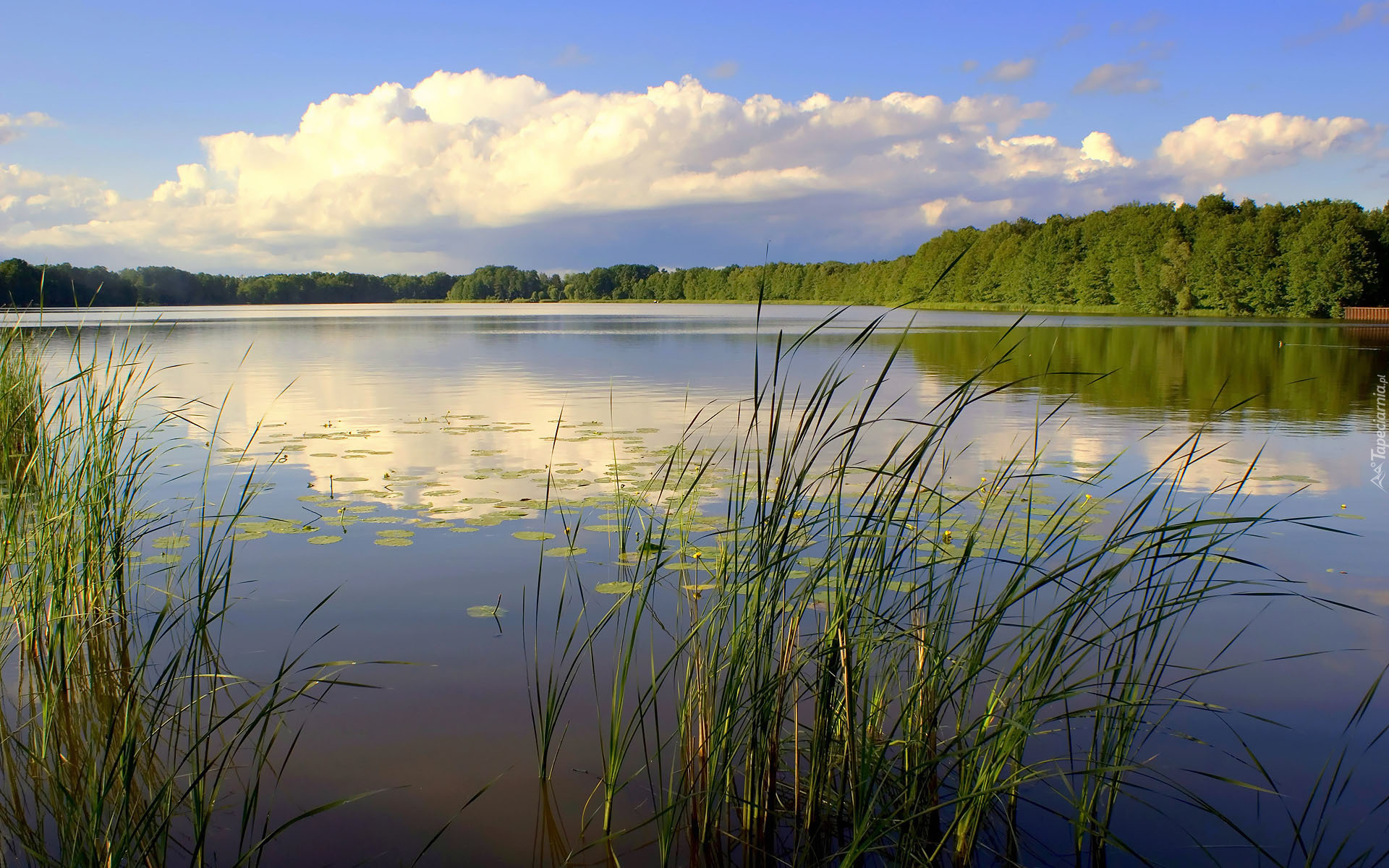 Jezioro, Trzcina, Las