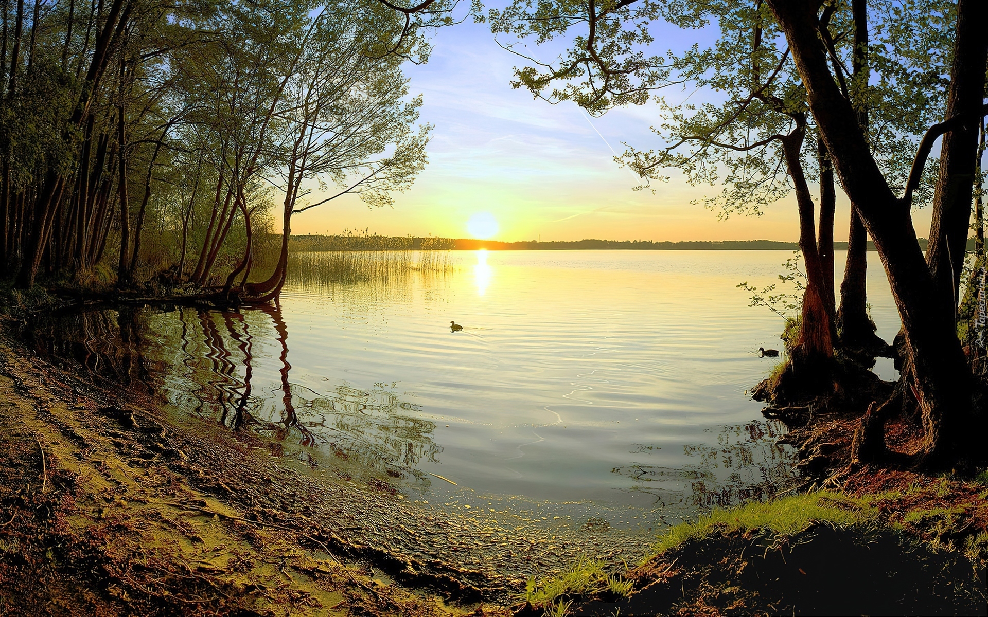 Jezioro, Zachód, Słońca, Drzewa