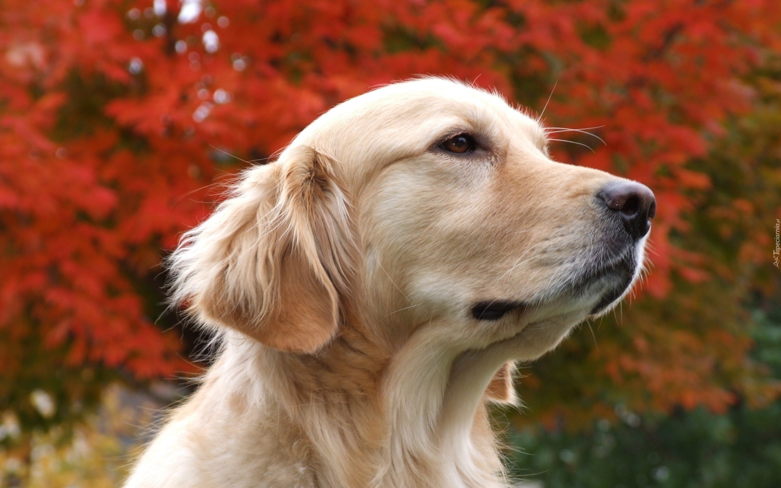 Biszkoptowy, Golden Retriever