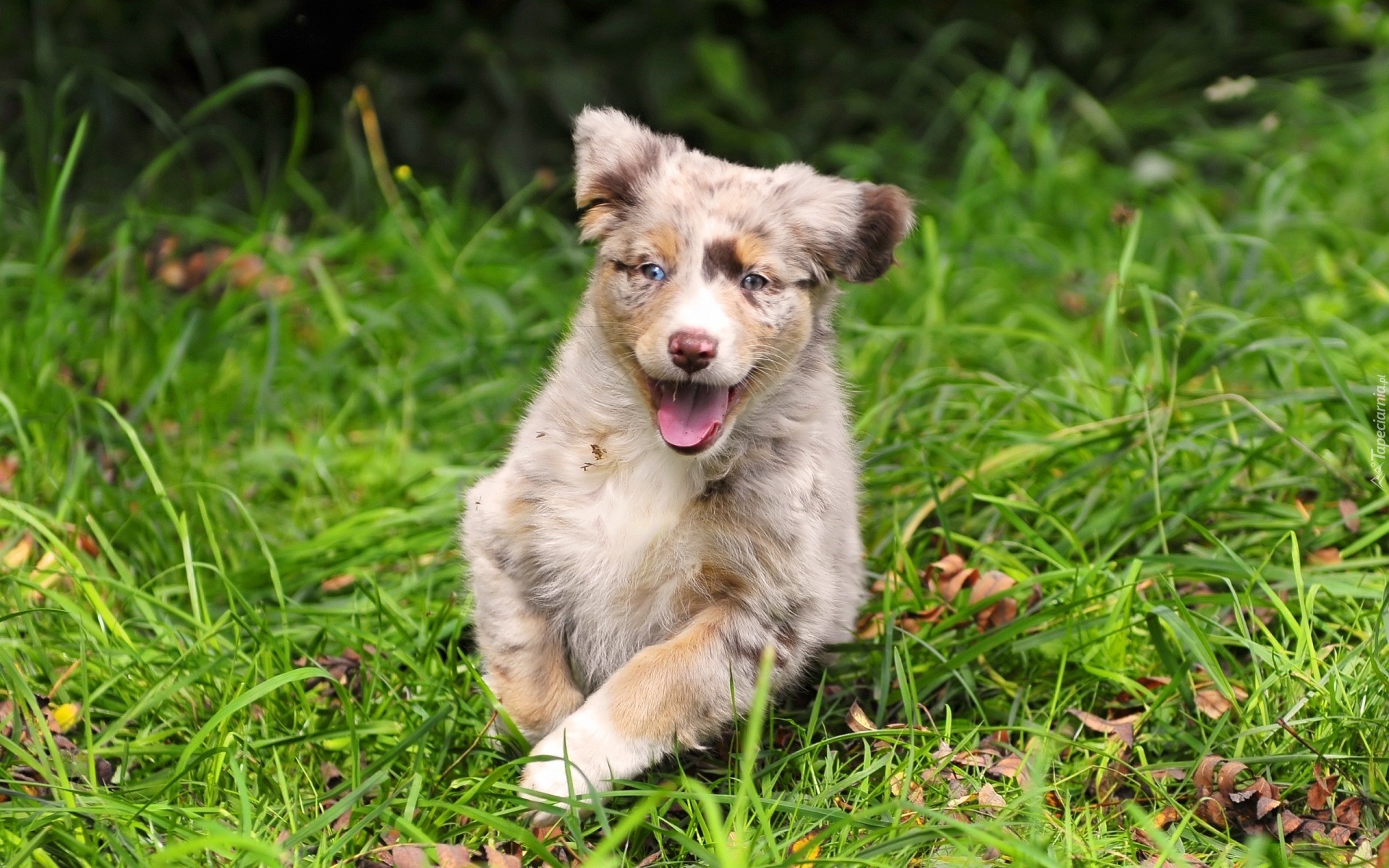 Szczeniak, Owczarek australijski, Australian shepherd