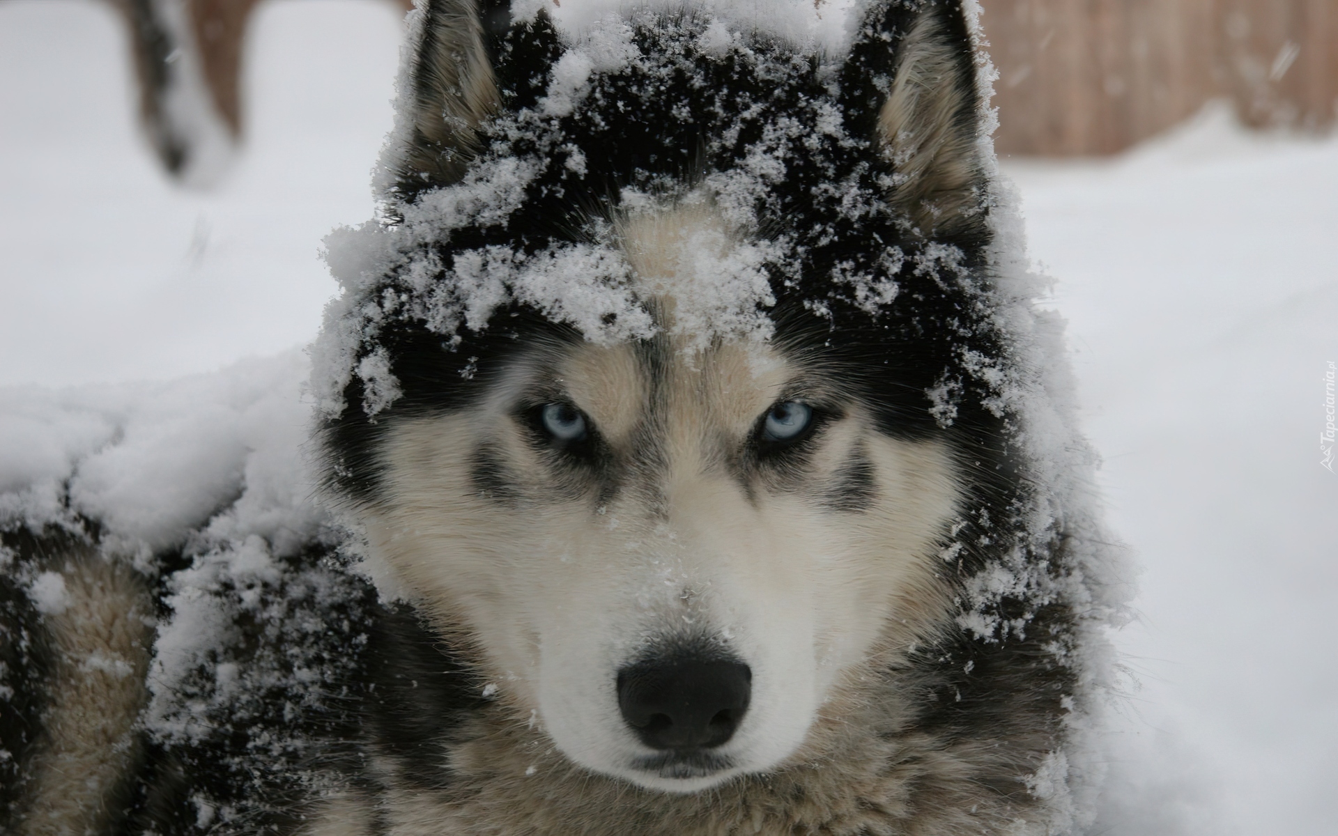 Pies, Husky, Śnieg