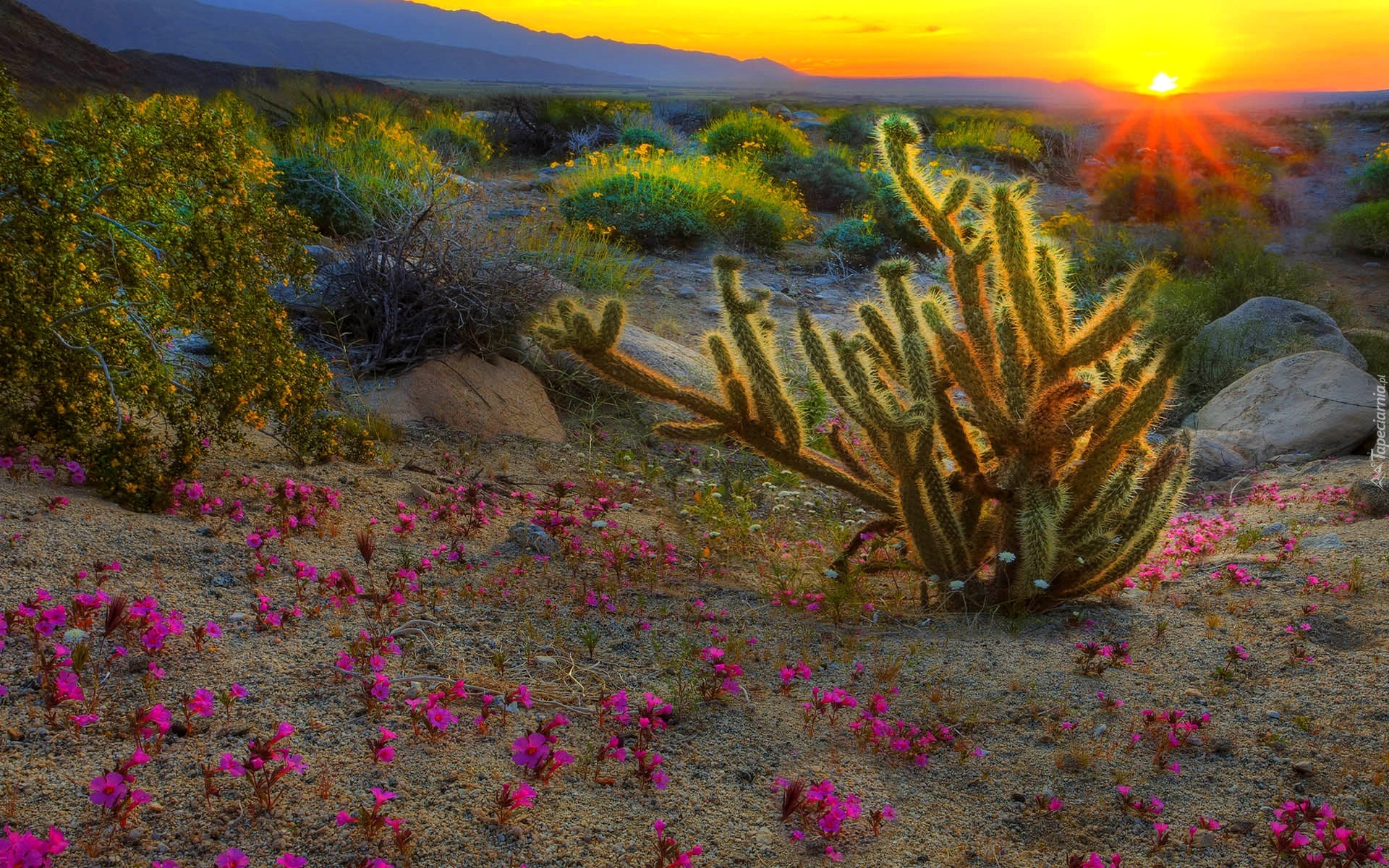 Anza Borrego State Park at Sunrise, California скачать