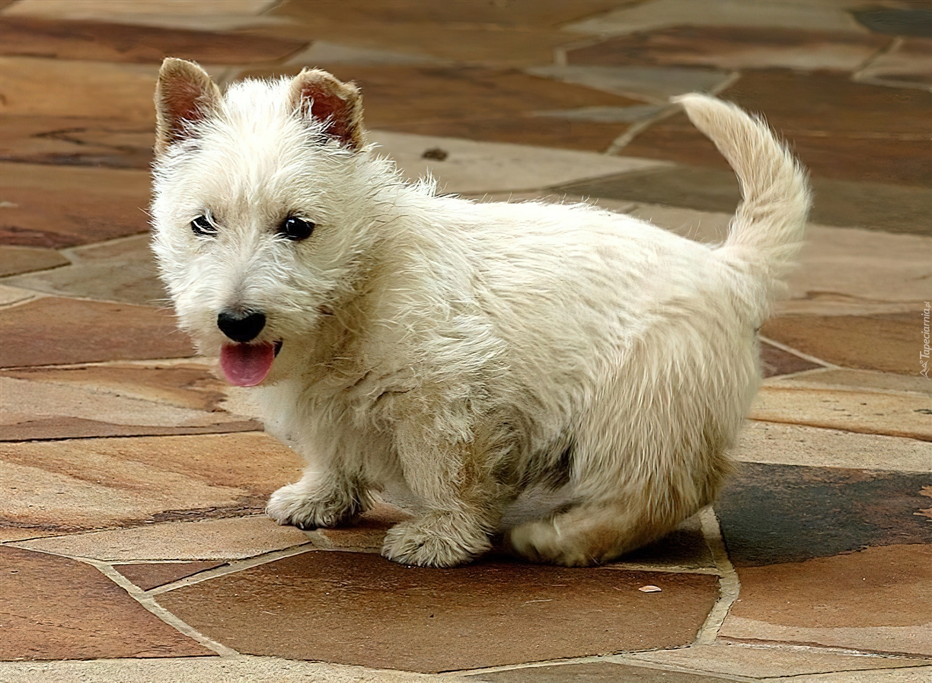 West Highland White Terrier