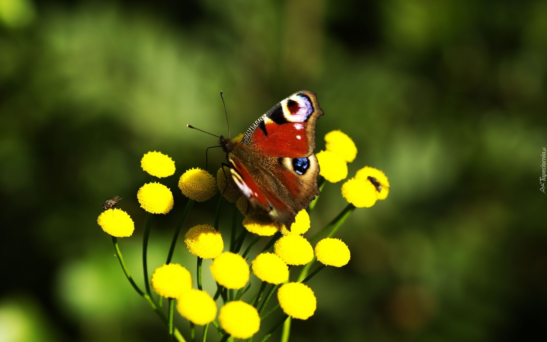 Motyl, Rusałka pawik, Żółte, Kwiaty
