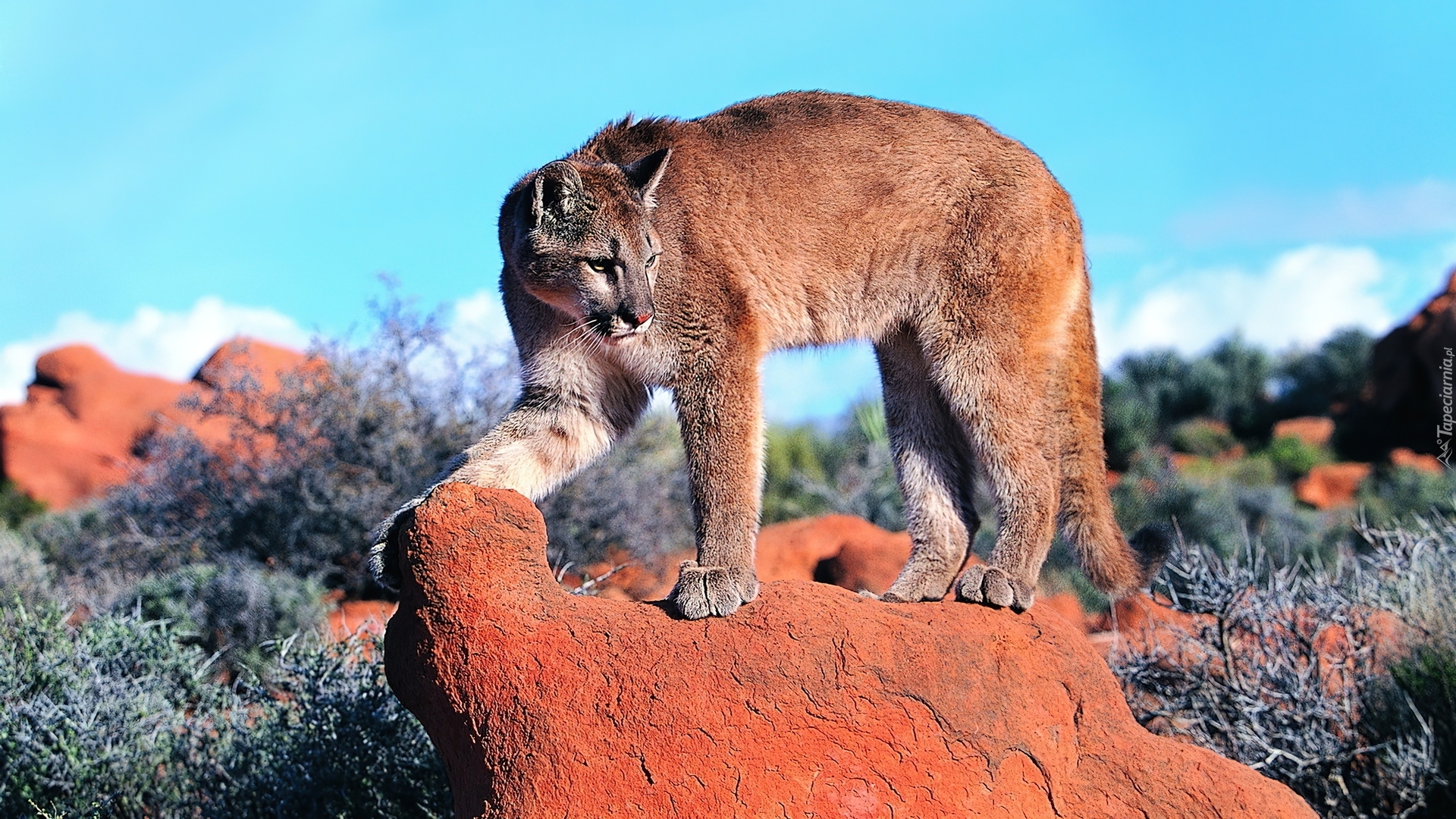 Puma, Kamień