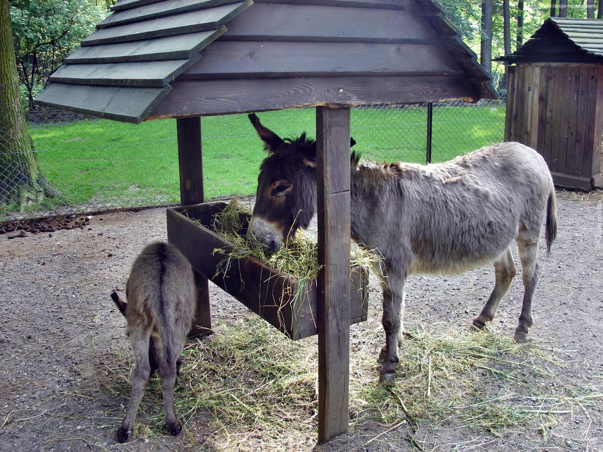 Osiołek, Korytko, Siano