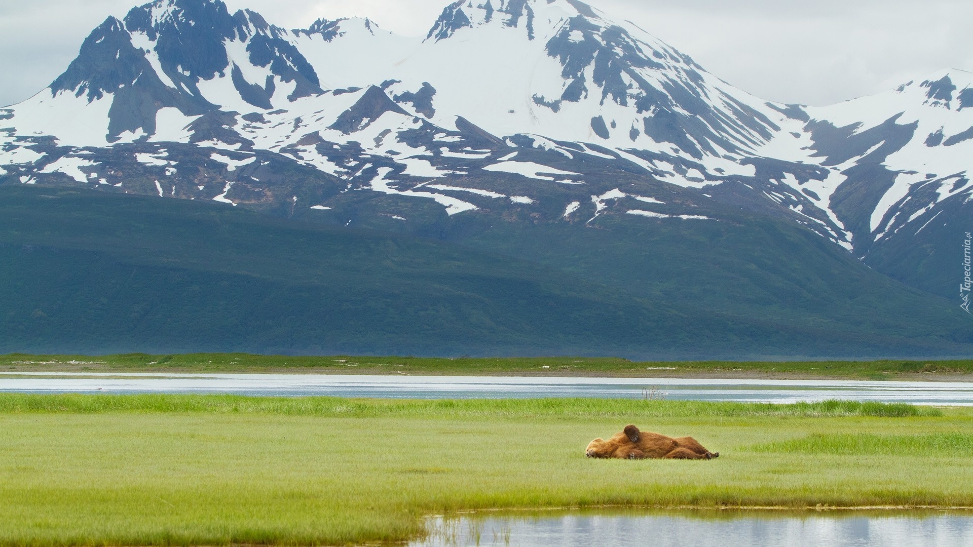 Alaska, Niedźwiedź Brunatny