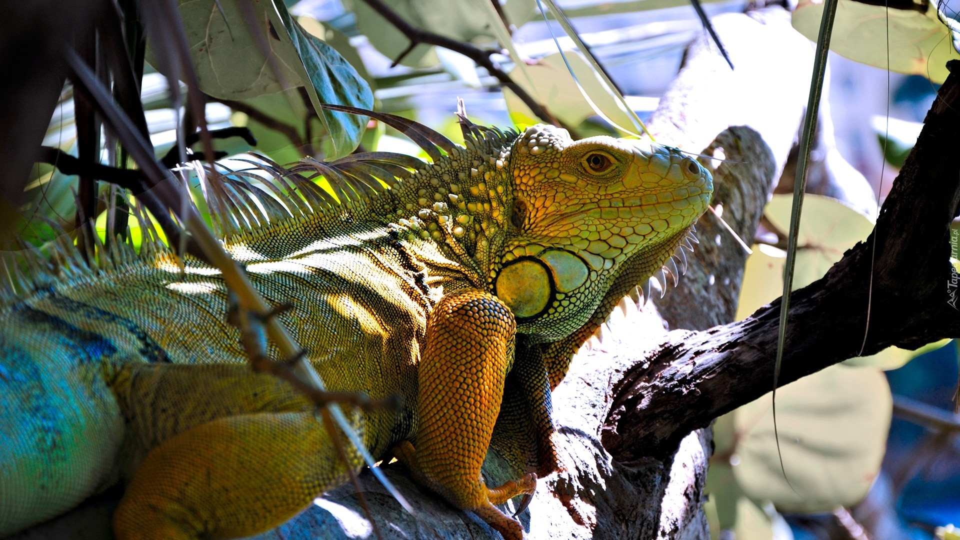 Iguana, Legwan zielony
