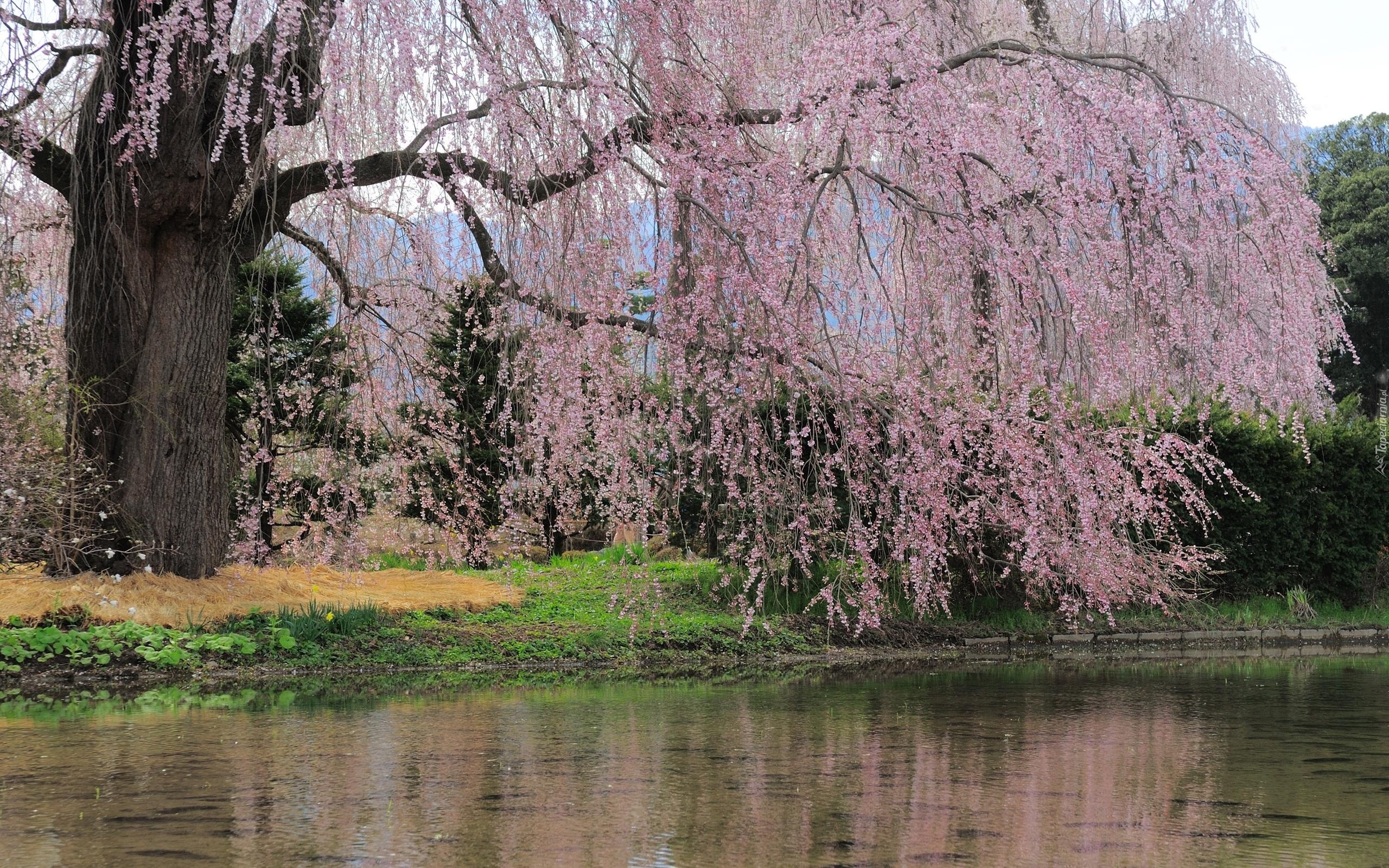 Kwitnące, Drzewo, Woda
