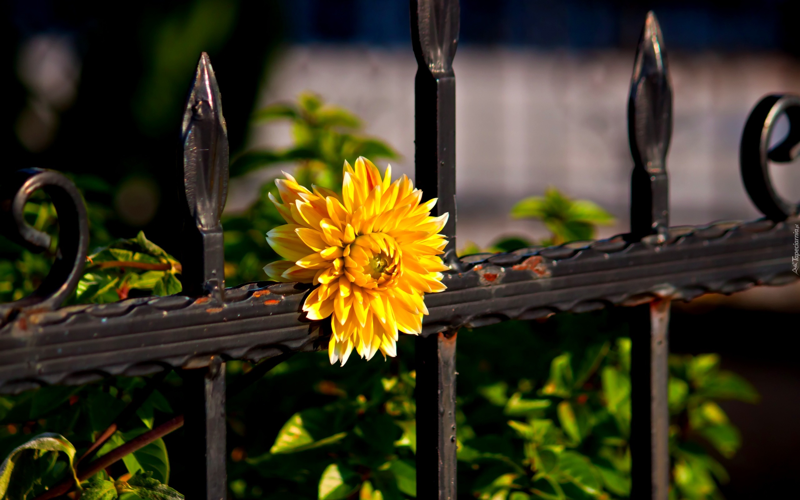 Żółty, Kwiat, Metalowe, Ogrodzenie
