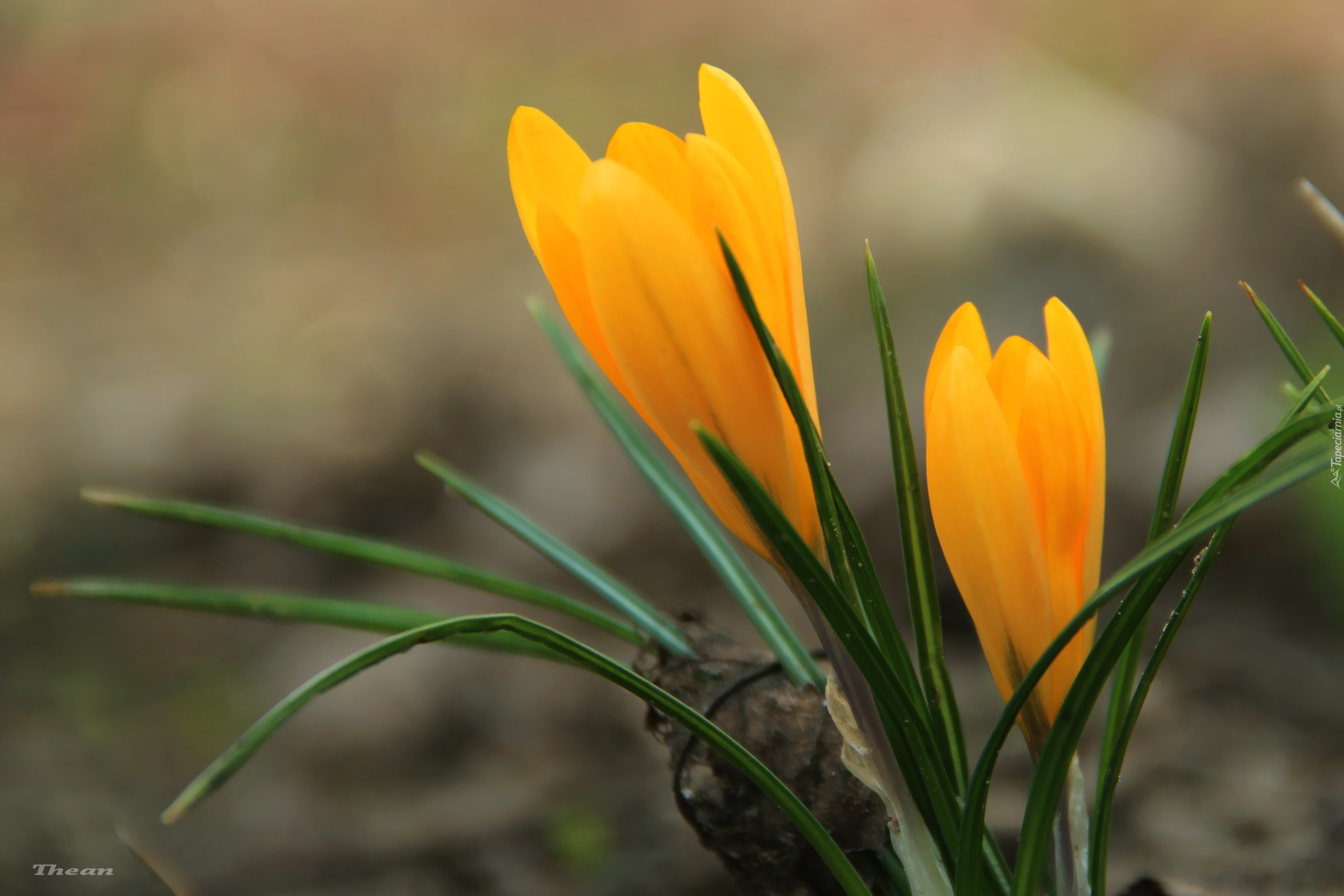 Żółty, Krokus