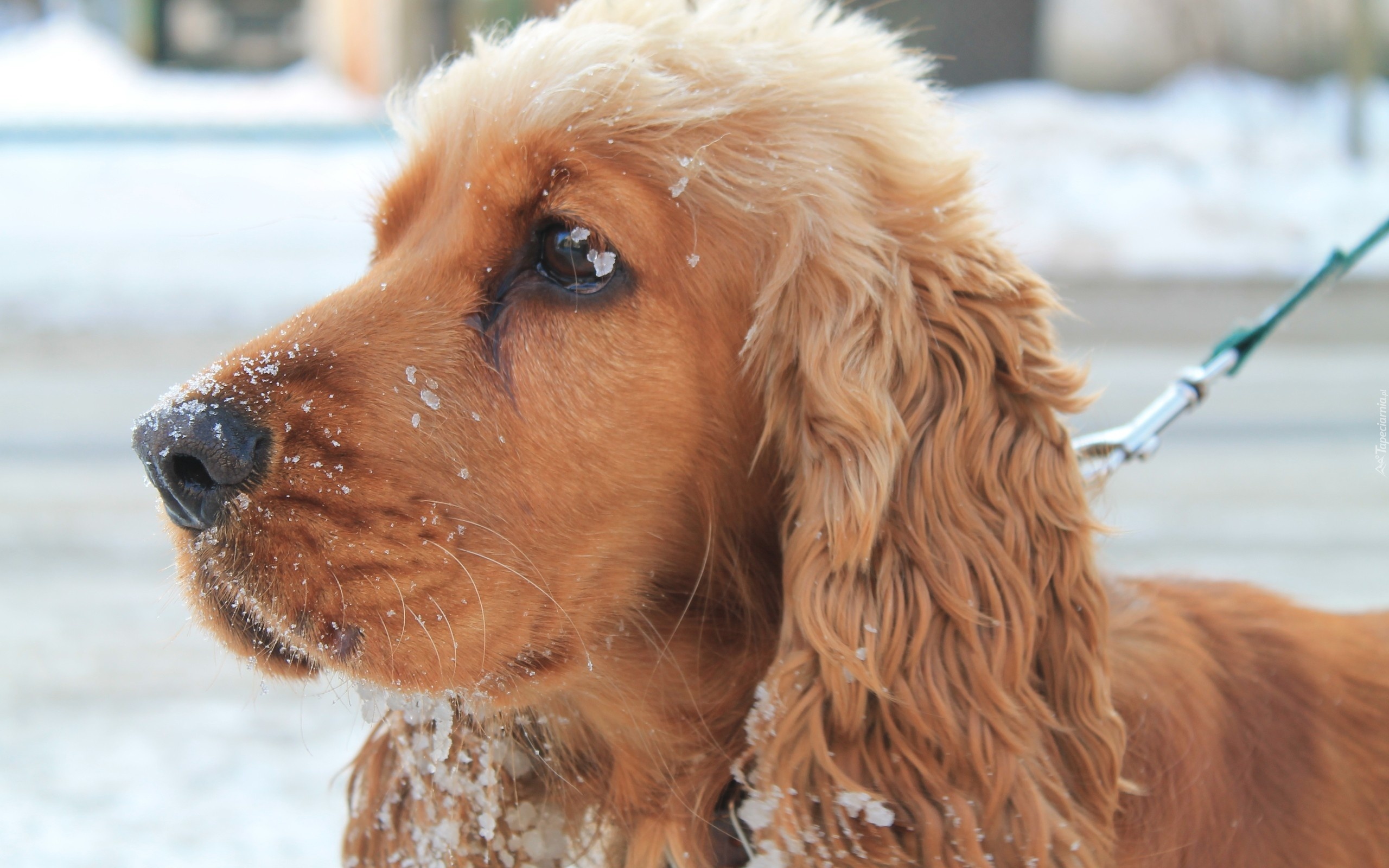 Cocker, Spaniel, Śnieg